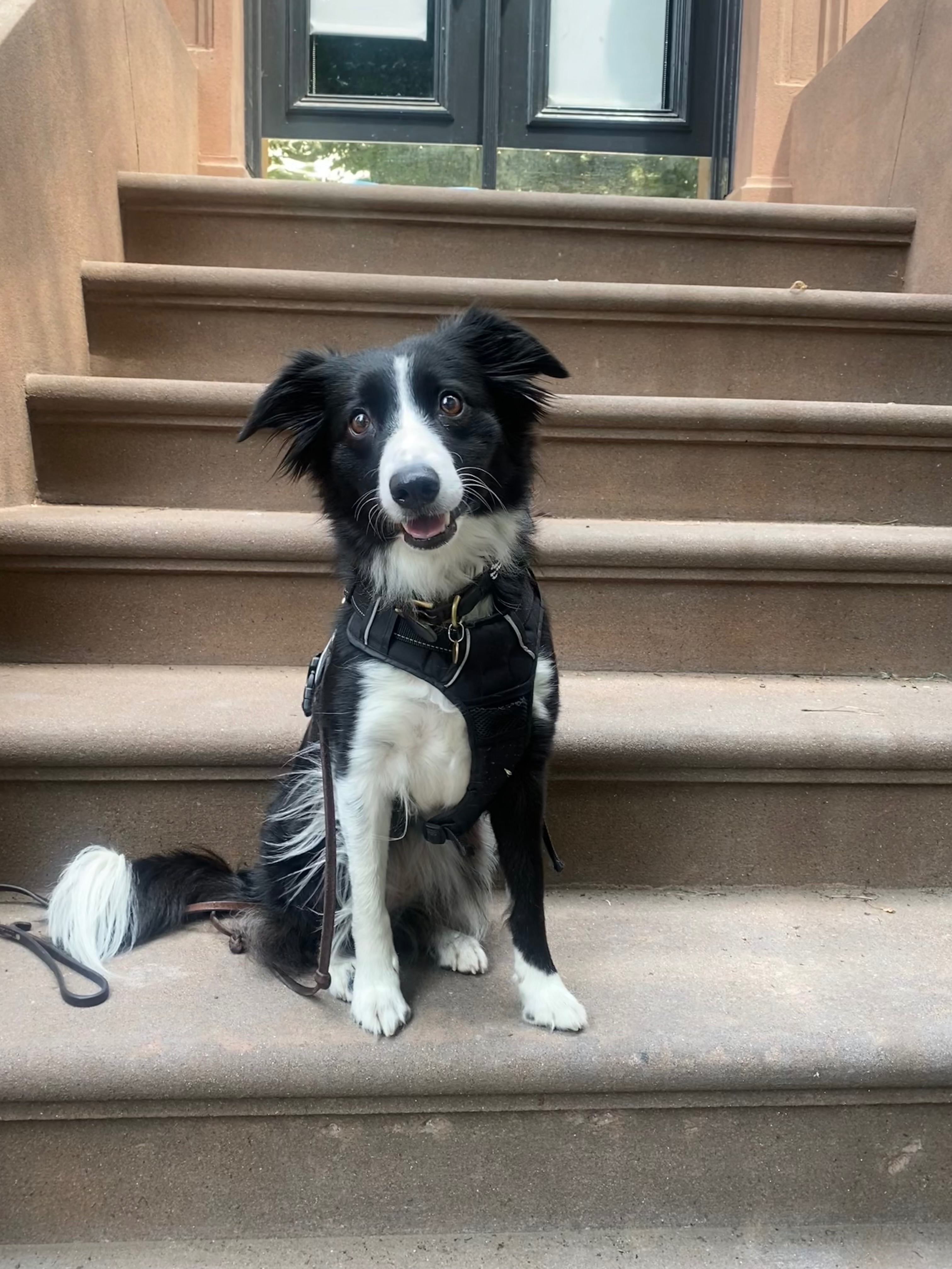 SAVE RIVER. Support Needed For Dogs Cancer Fight. campaign photo, 7 of 8