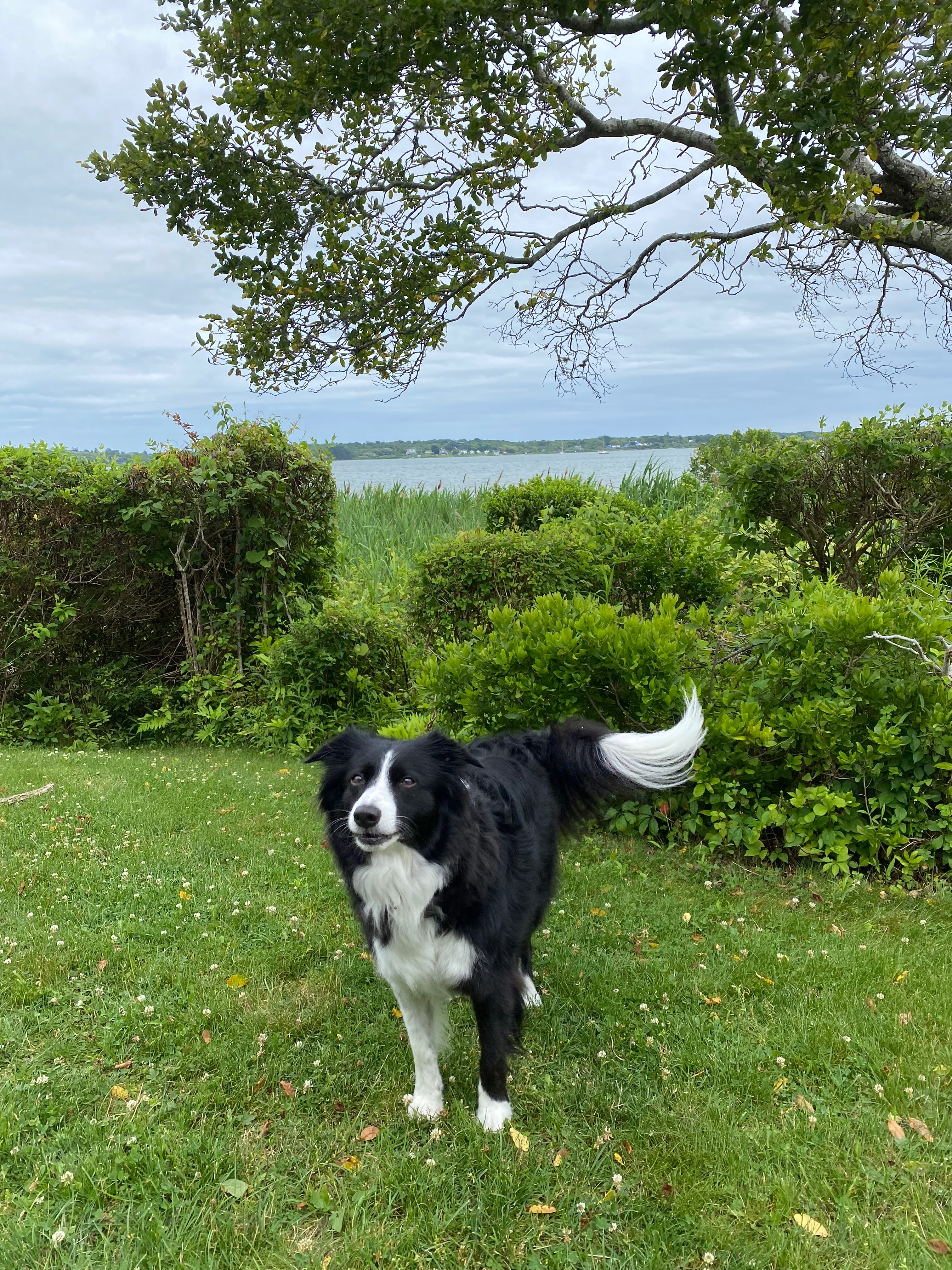 SAVE RIVER. Support Needed For Dogs Cancer Fight. campaign photo, 5 of 8