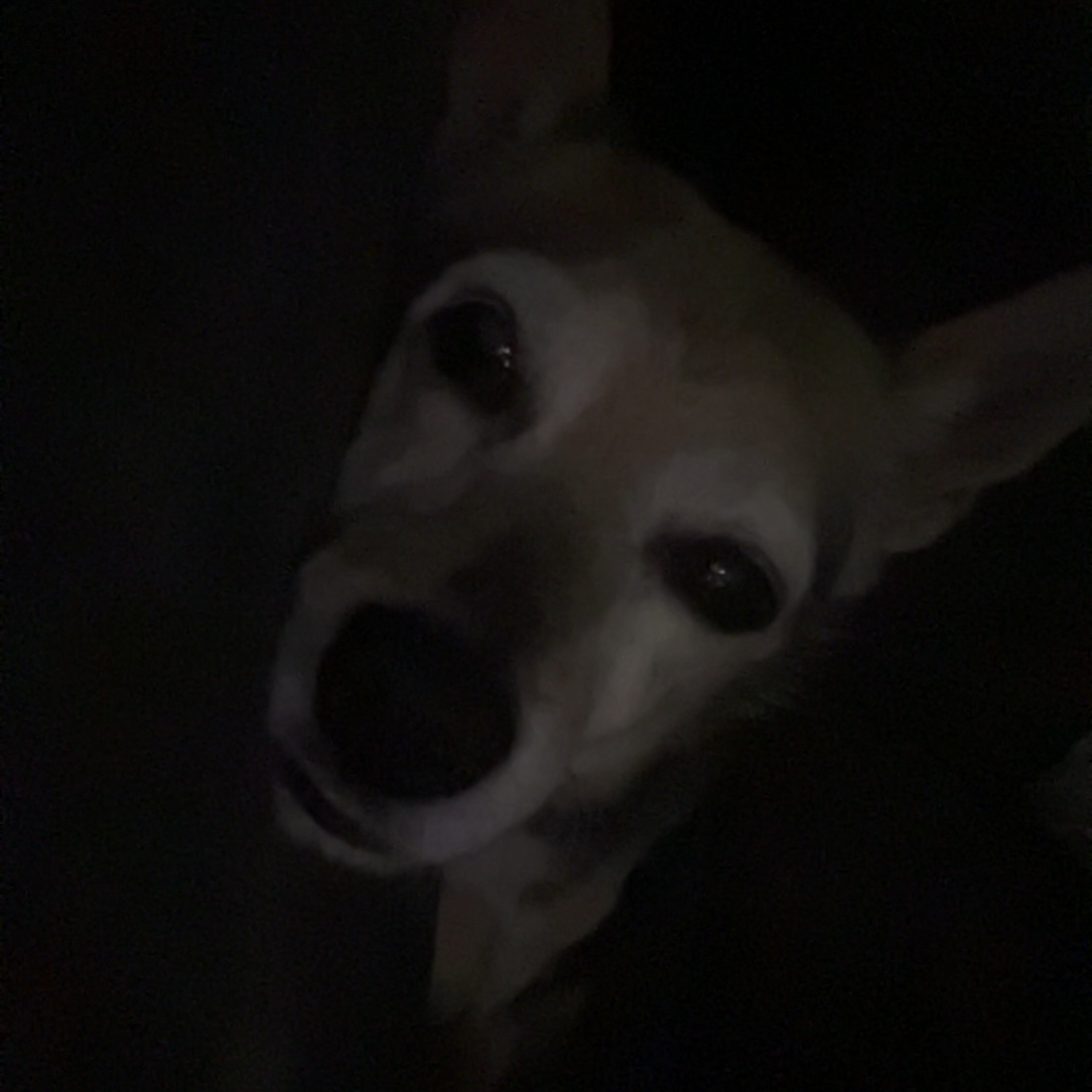 Help save our best friends dog Tuffy campaign photo, 7 of 8