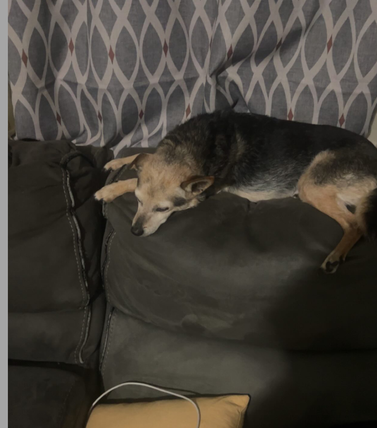 Help save our best friends dog Tuffy campaign photo, 2 of 8