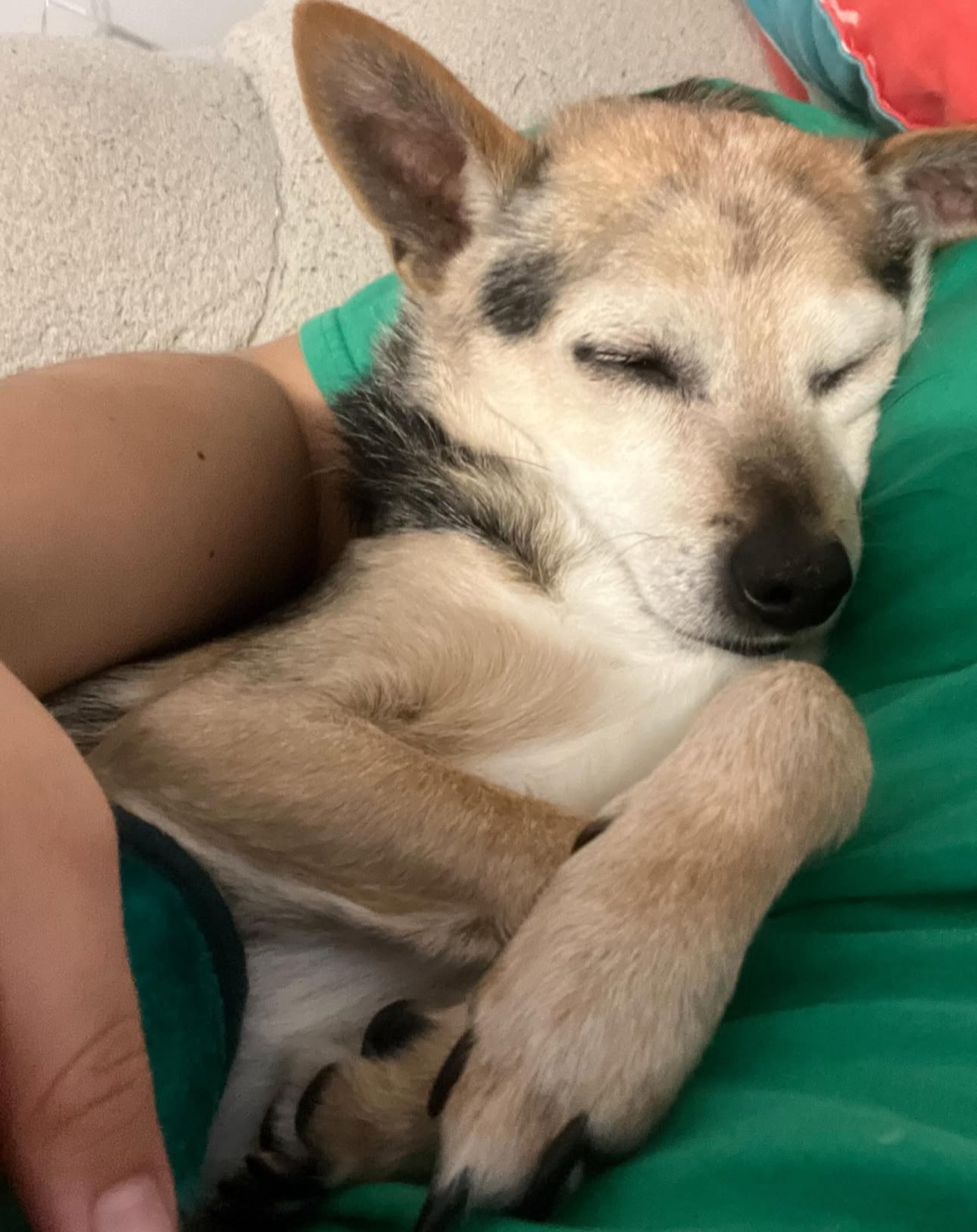 Help save our best friends dog Tuffy campaign photo, 4 of 8