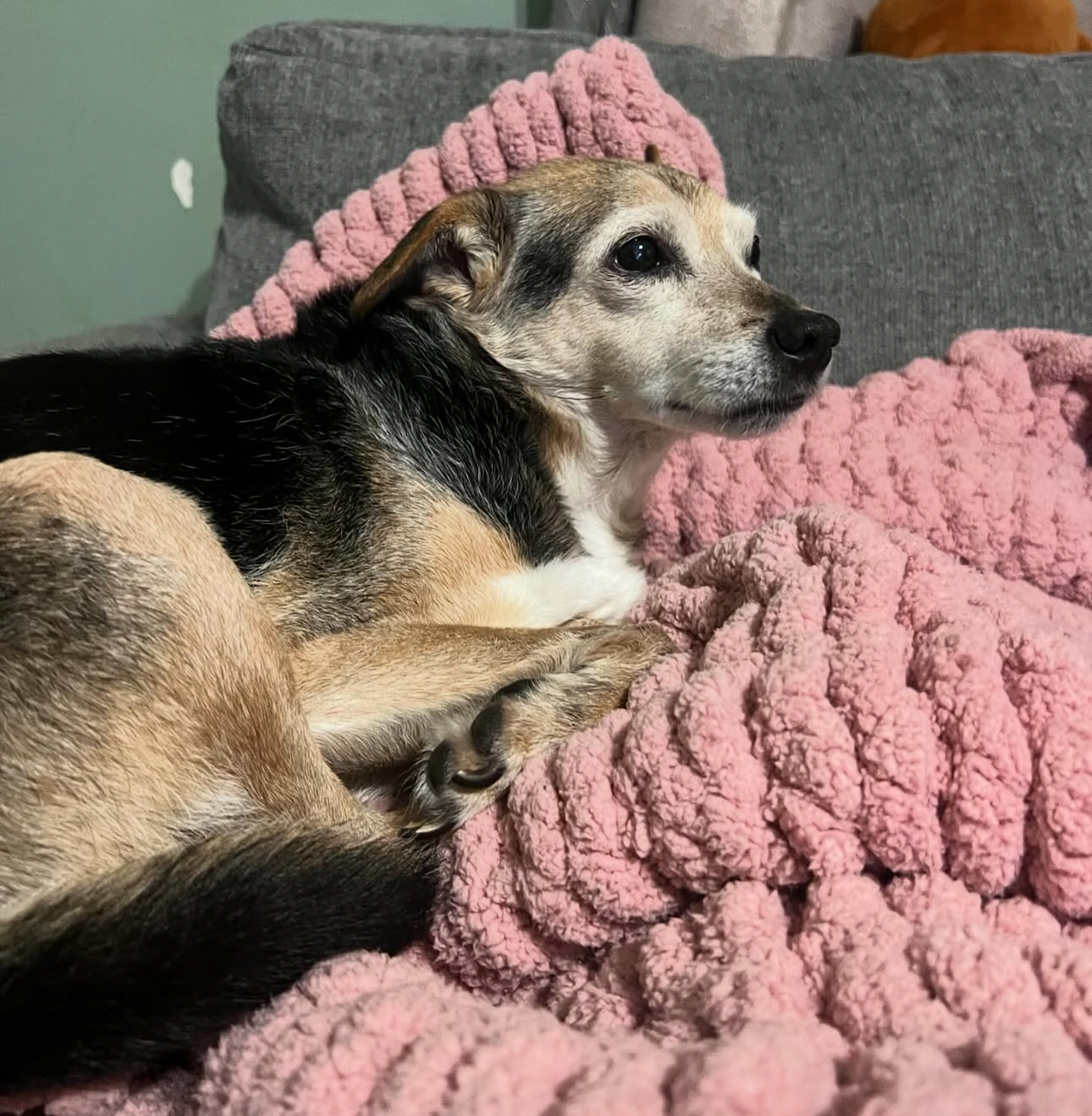 Help save our best friends dog Tuffy campaign photo, 6 of 8