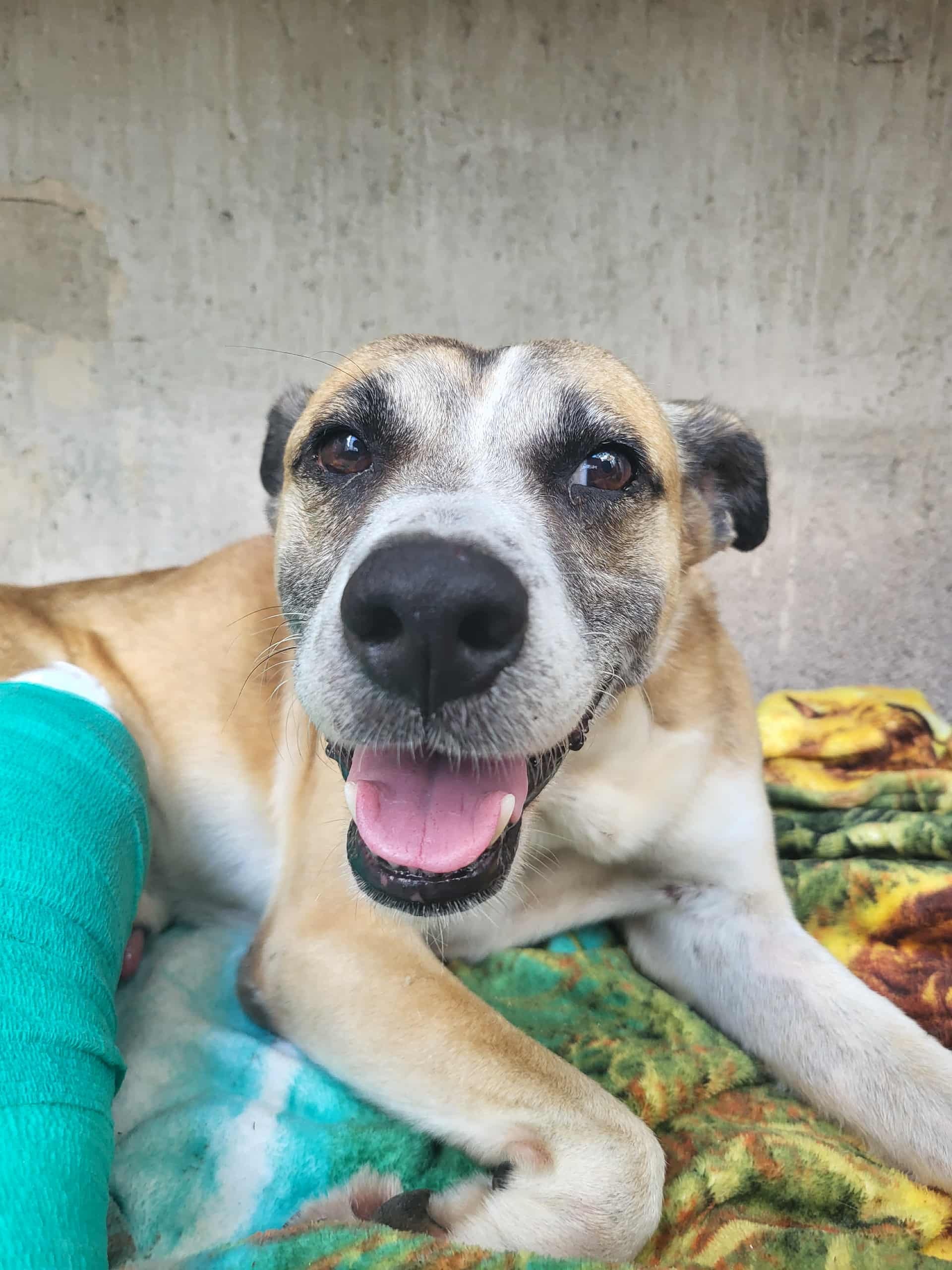 Help us save Caramelo! campaign photo, 2 of 8