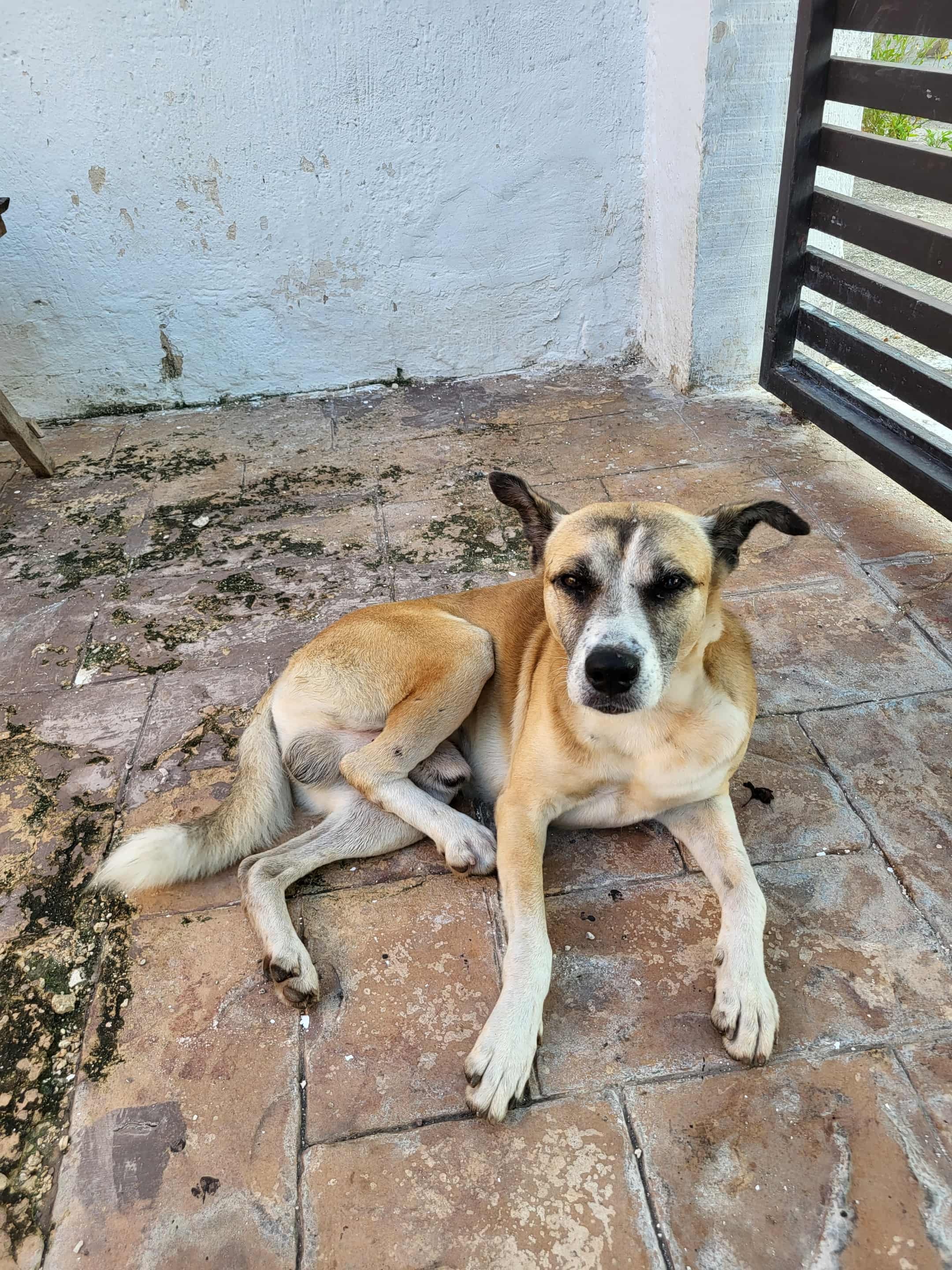 Help us save Caramelo! campaign photo, 5 of 8