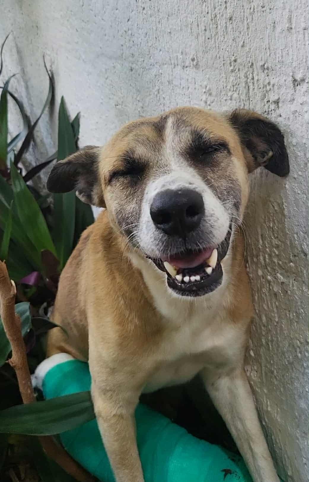 Help us save Caramelo! campaign photo, 6 of 8