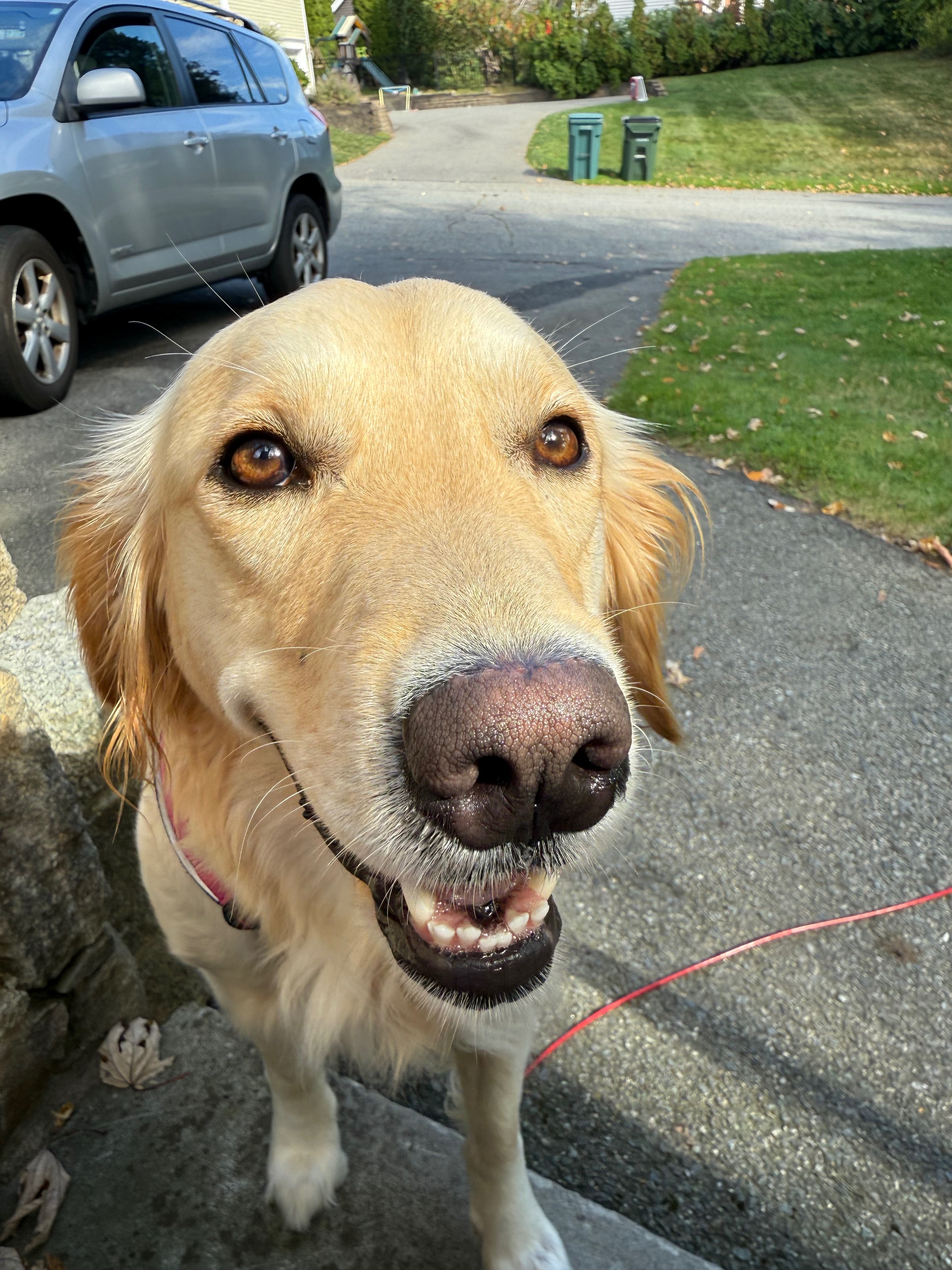 Urgent Help for Georgia's Vet Expenses campaign photo, 7 of 8