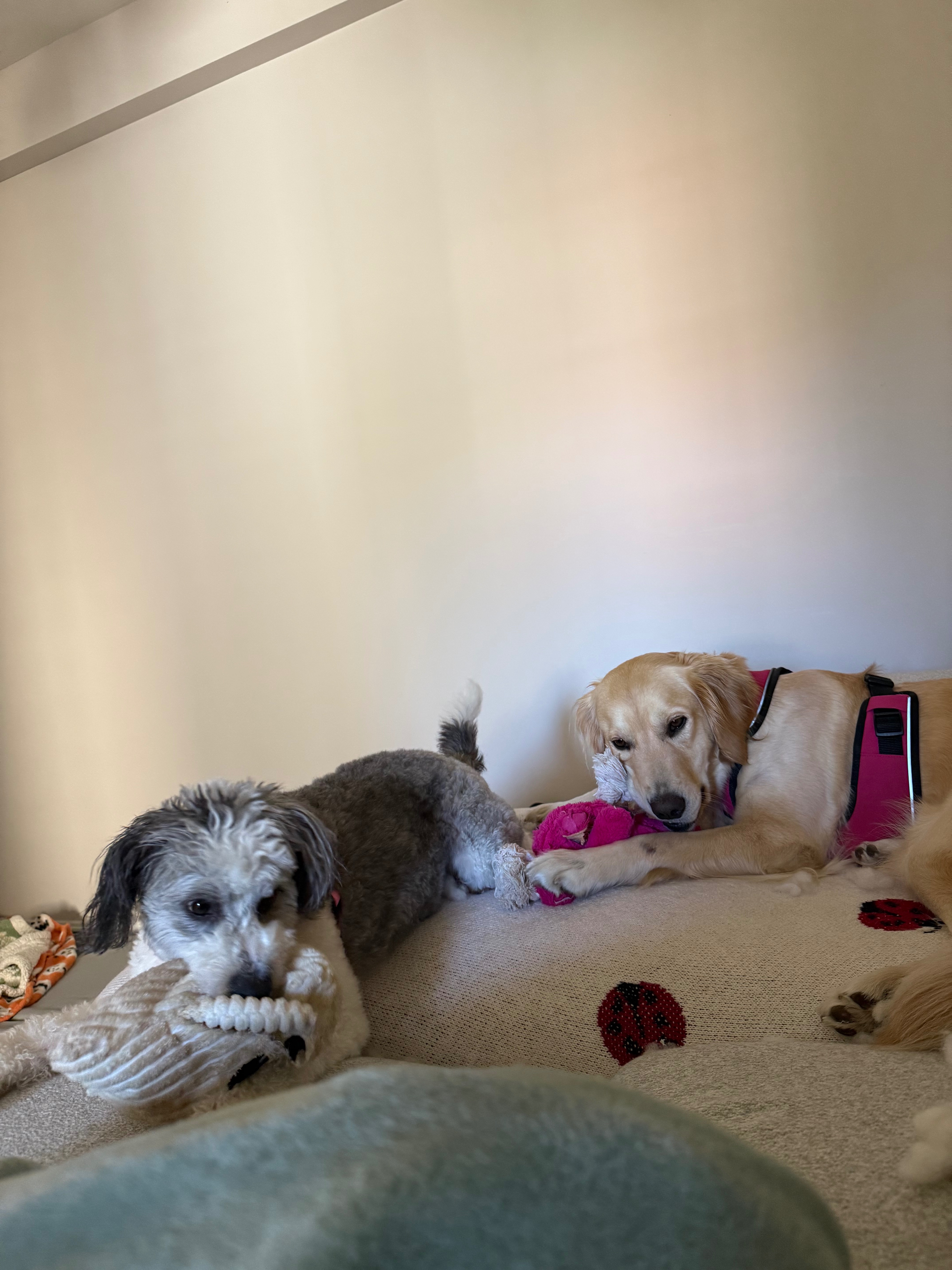 Urgent Help for Georgia's Vet Expenses campaign photo, 2 of 8