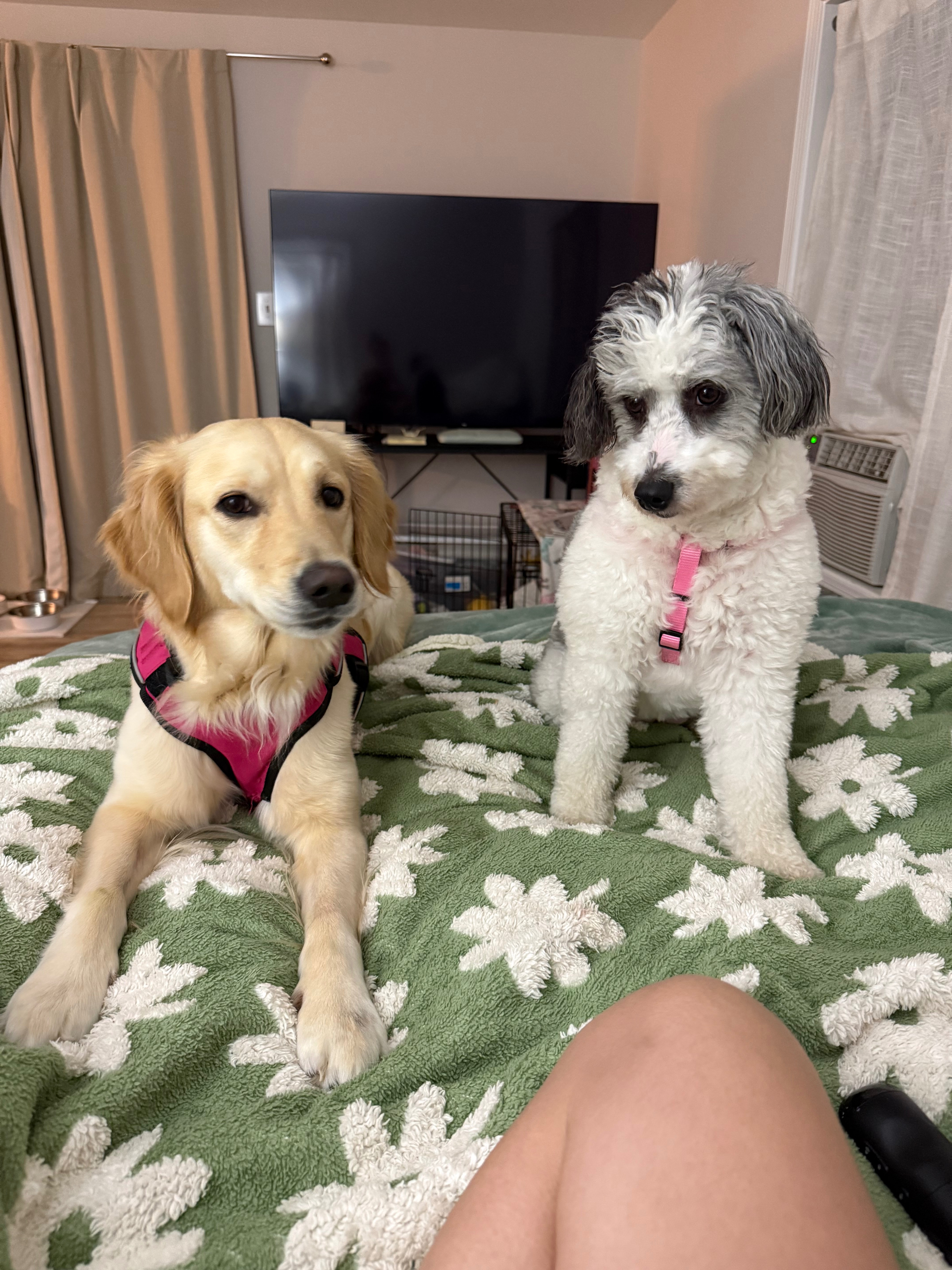 Urgent Help for Georgia's Vet Expenses campaign photo, 4 of 8
