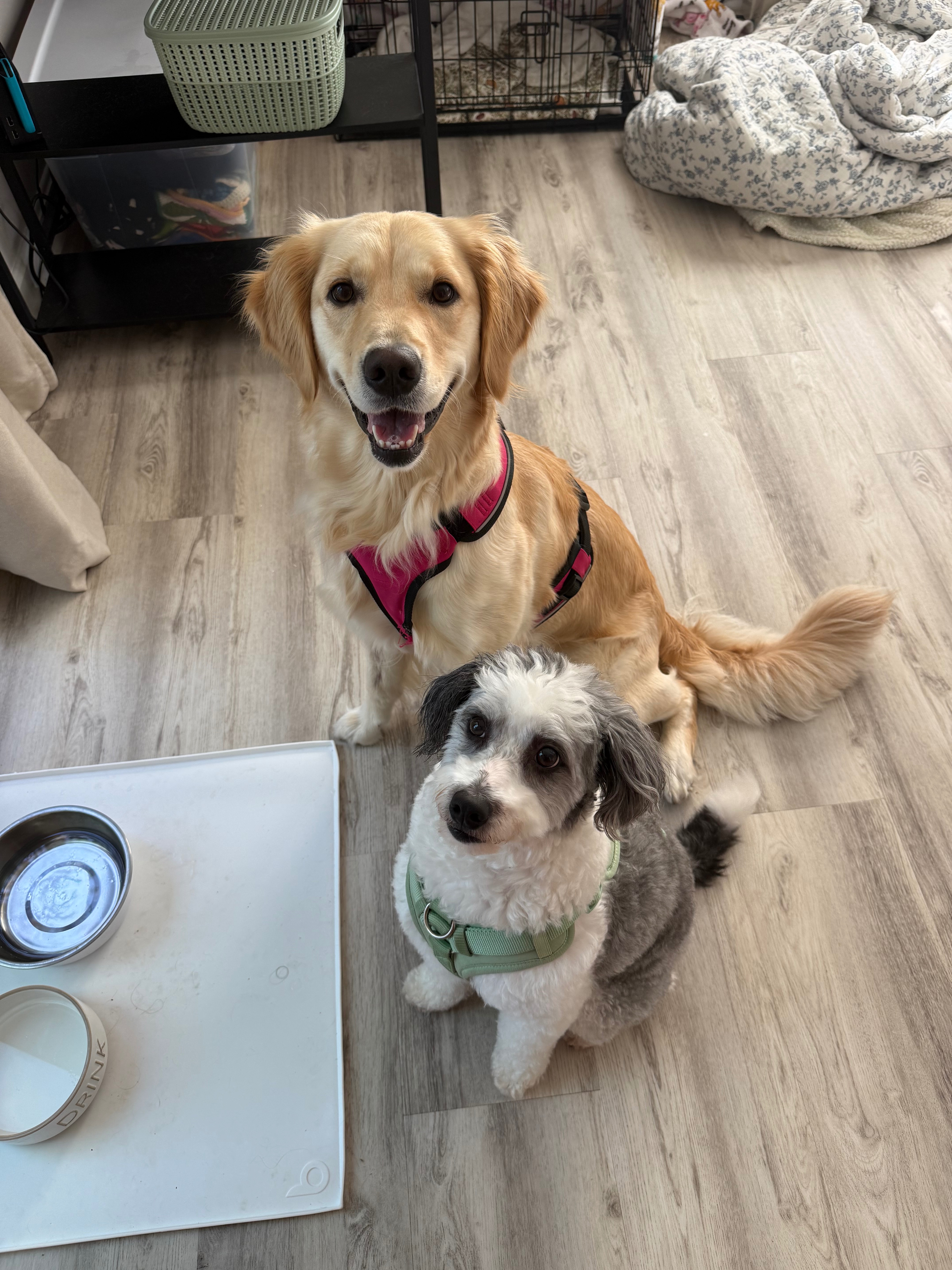 Urgent Help for Georgia's Vet Expenses campaign photo, 6 of 8