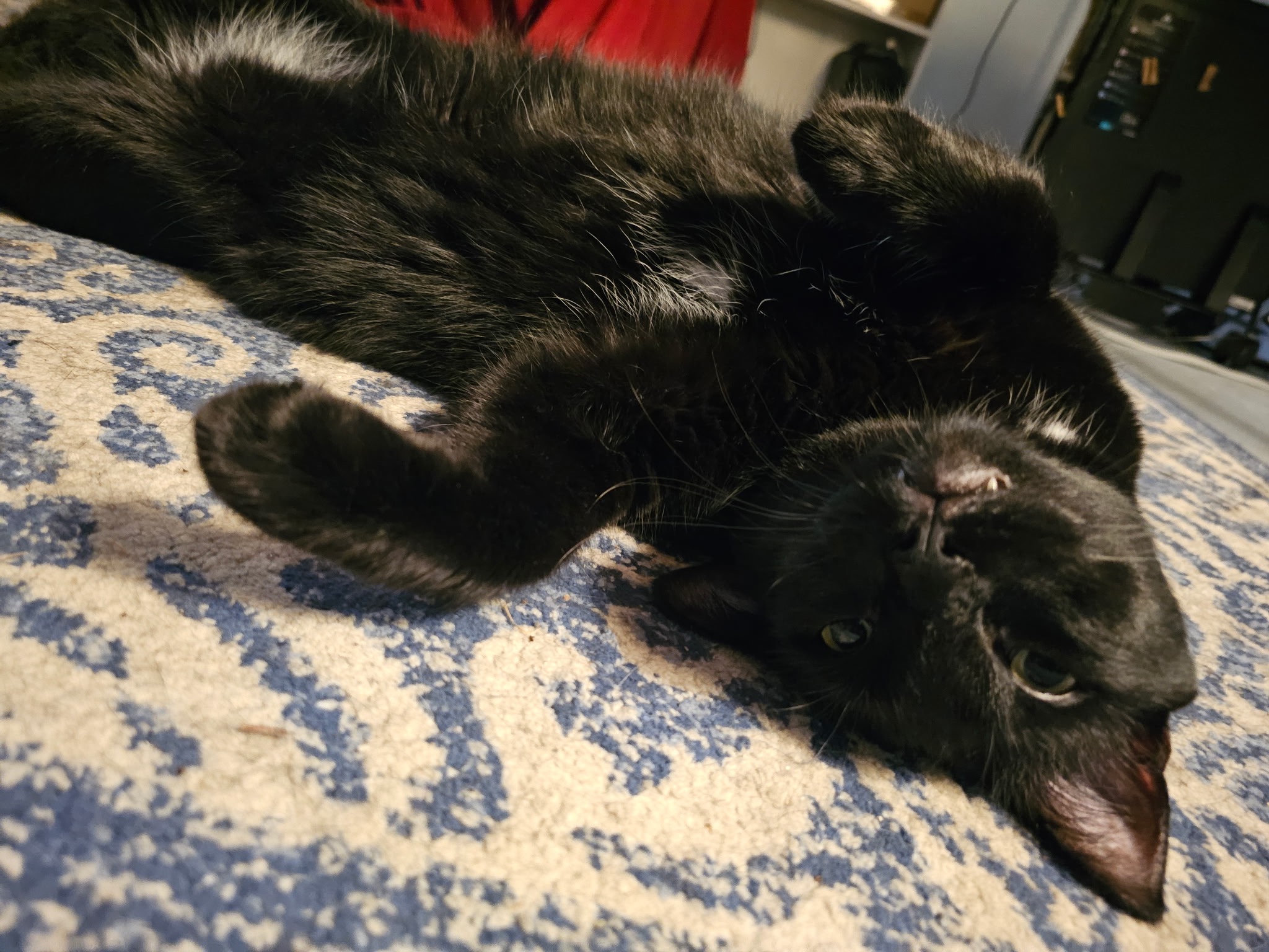 Support Puddle's Recovery from Urinary Blockage campaign photo, 6 of 7