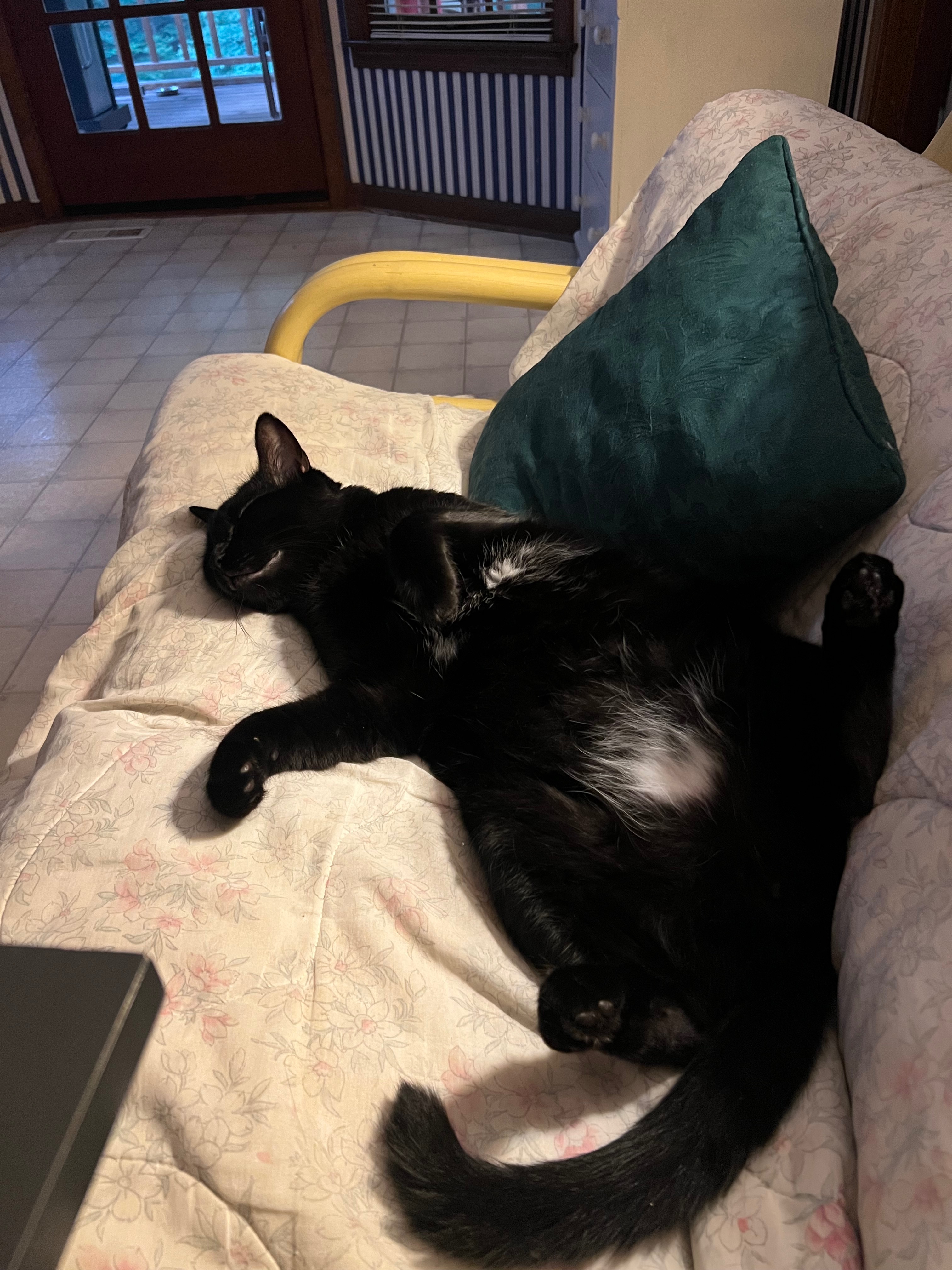 Support Puddle's Recovery from Urinary Blockage campaign photo, 2 of 7