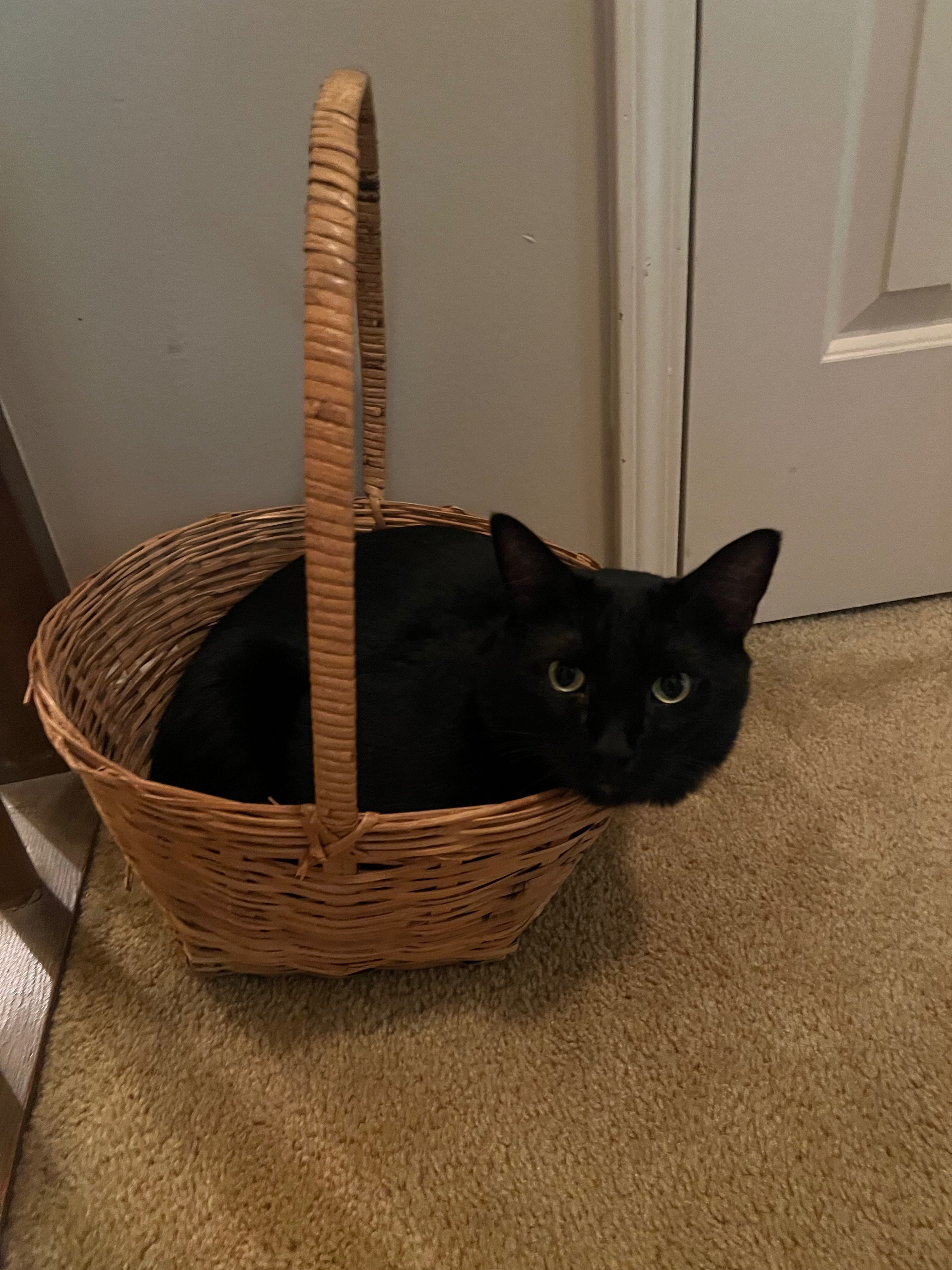 Support Puddle's Recovery from Urinary Blockage campaign photo, 5 of 7