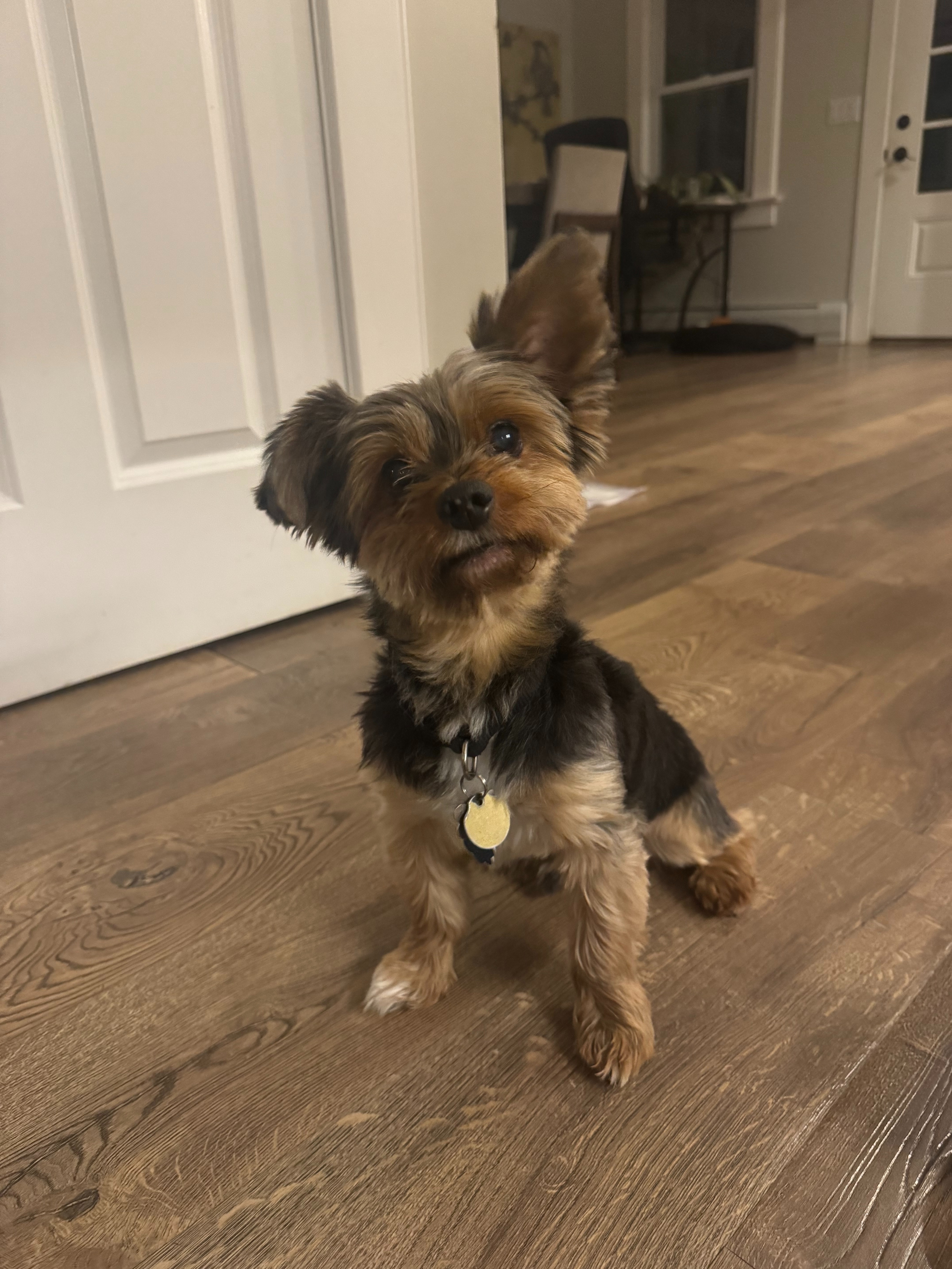 Help Me Cover My Dog’s Dental Work campaign photo, 5 of 6