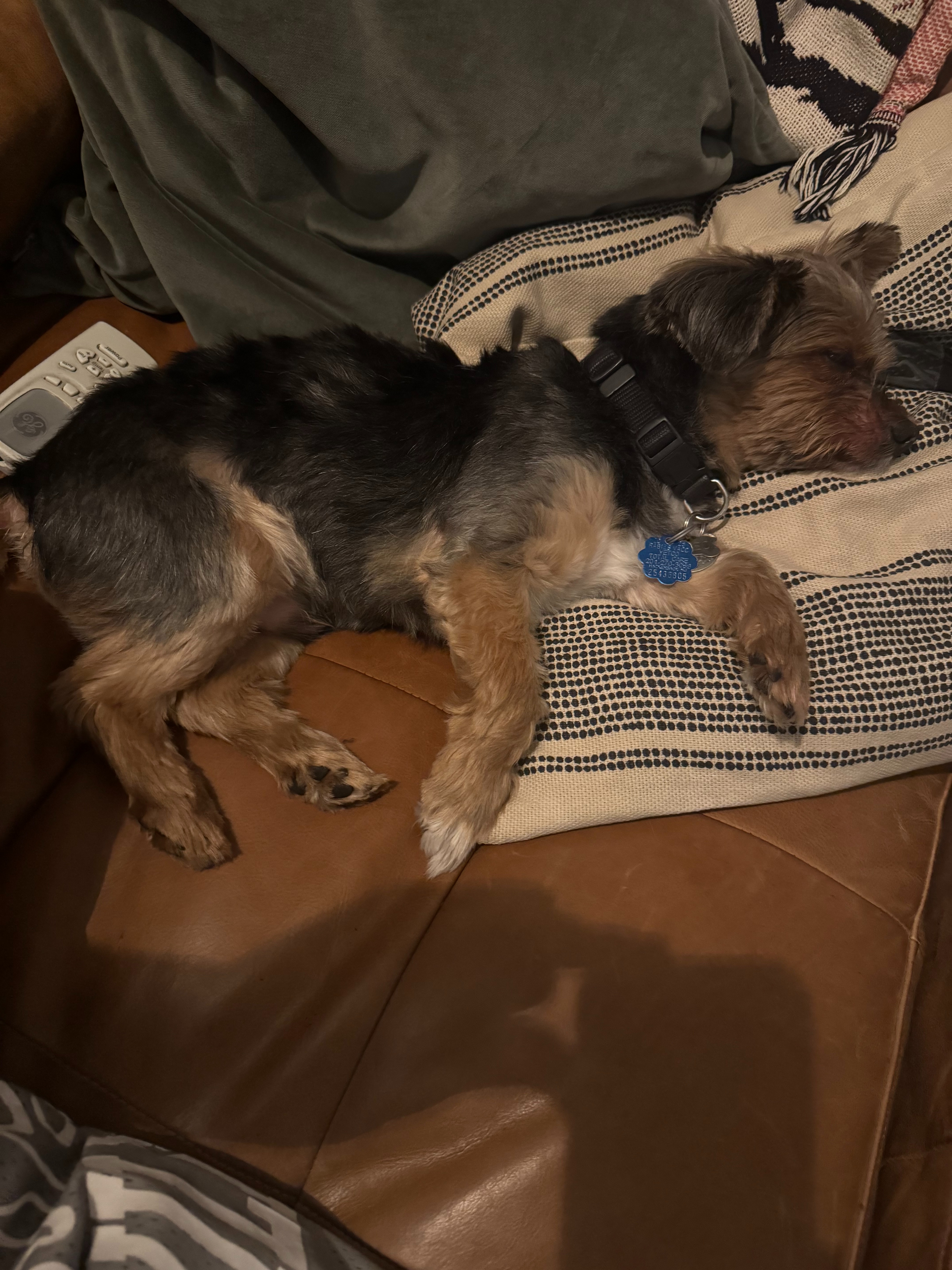 Help Me Cover My Dog’s Dental Work campaign photo, 2 of 6