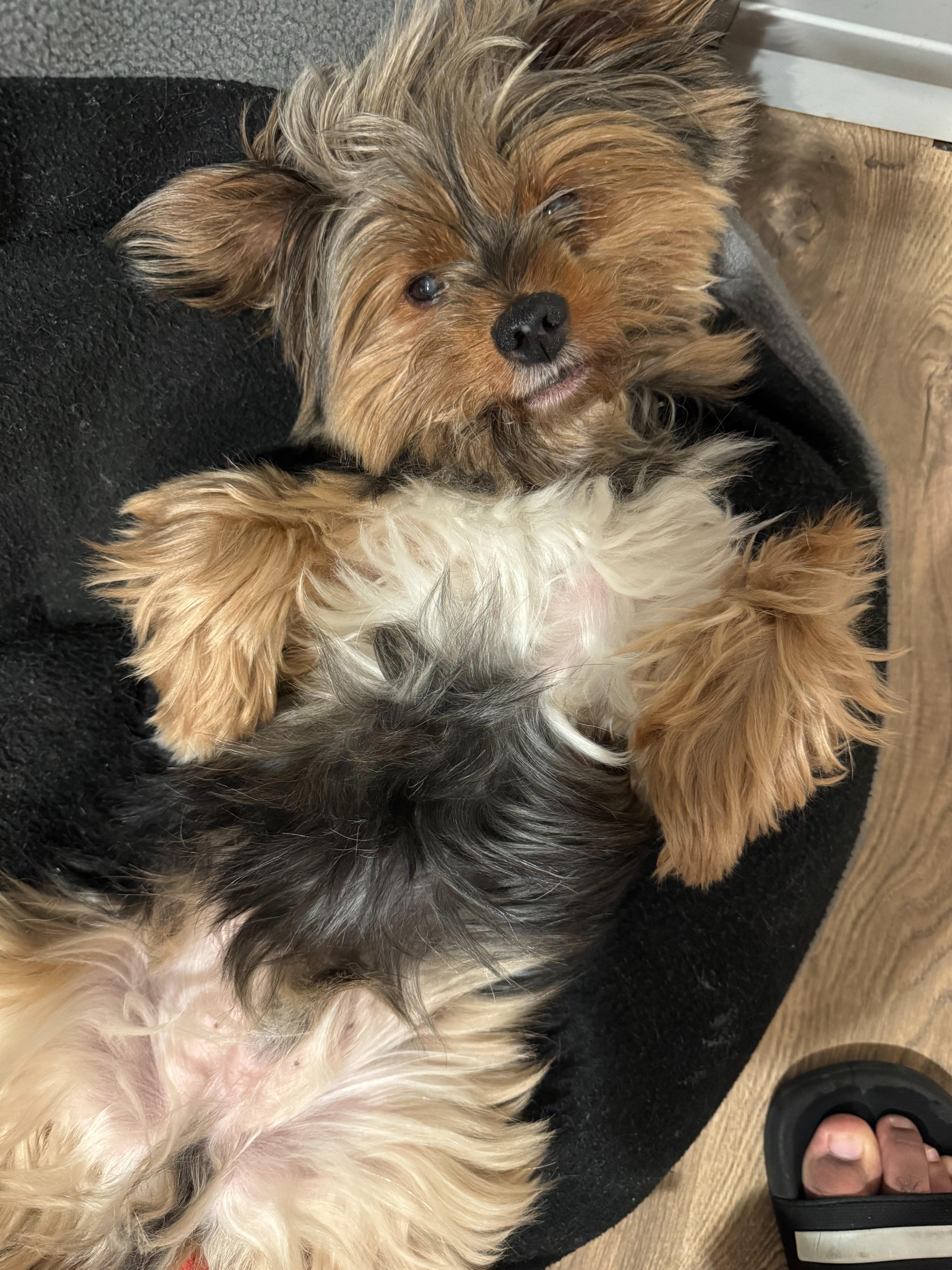 Help Me Cover My Dog’s Dental Work campaign photo, 4 of 6