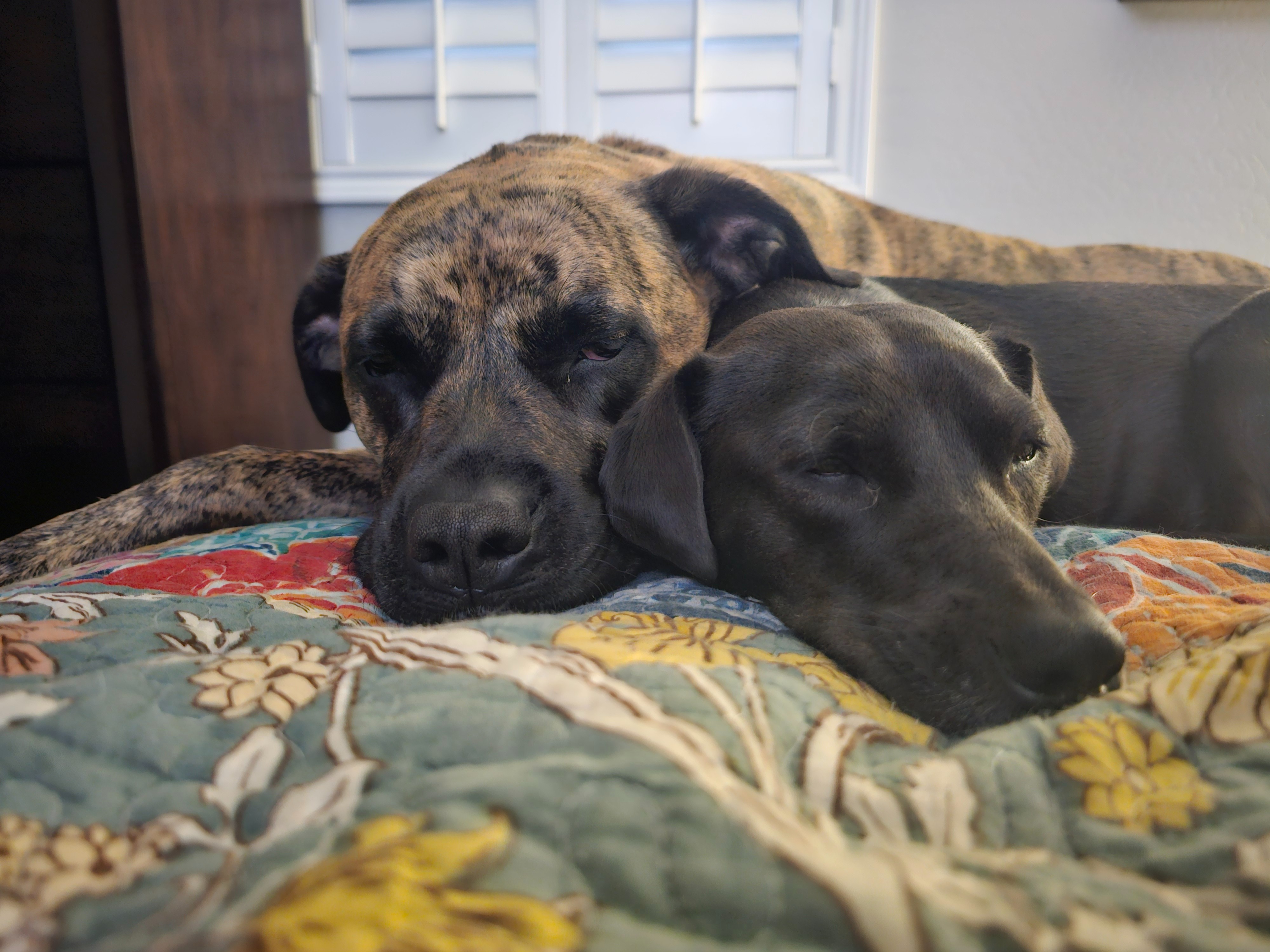 Help Freya Walk Again: Urgent Surgery Needed campaign photo, 7 of 8