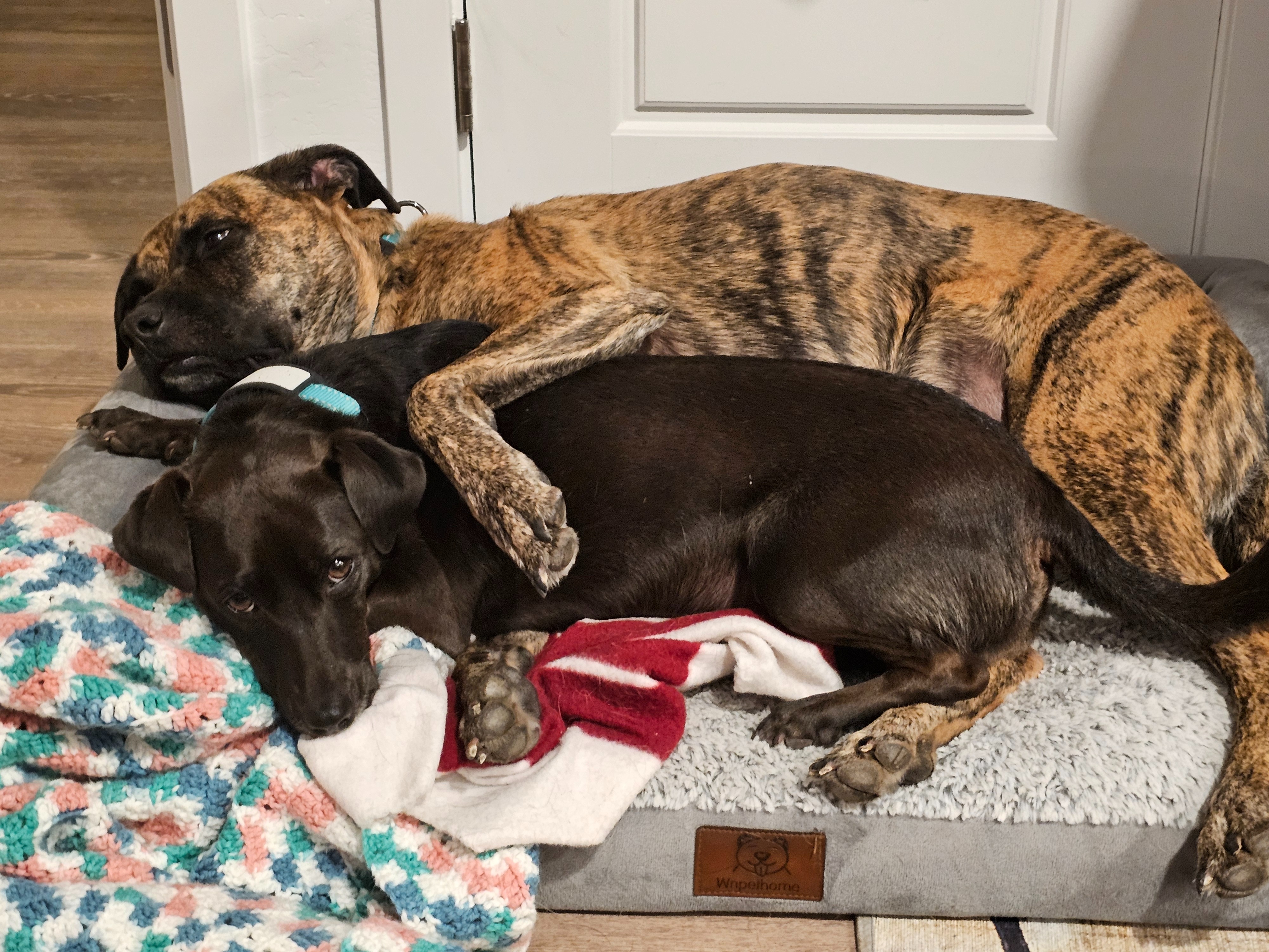 Help Freya Walk Again: Urgent Surgery Needed campaign photo, 2 of 8