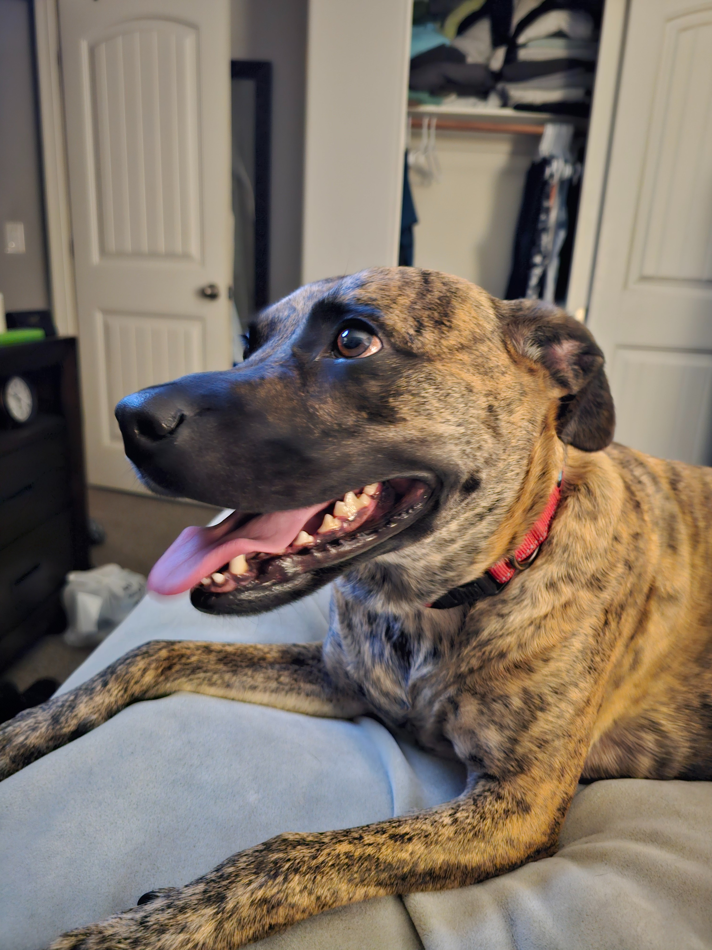 Help Freya Walk Again: Urgent Surgery Needed campaign photo, 4 of 8
