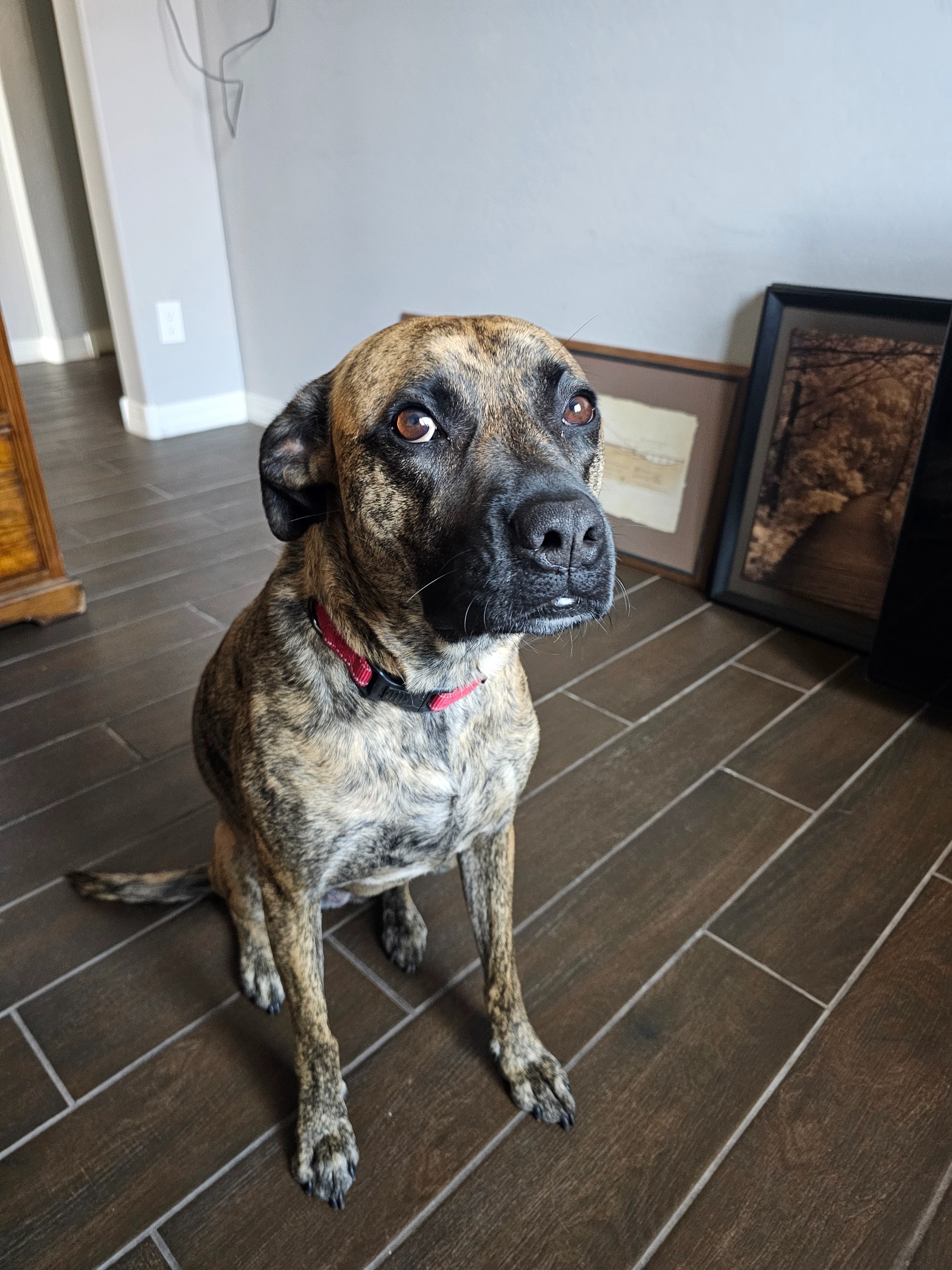 Help Freya Walk Again: Urgent Surgery Needed campaign photo, 5 of 8