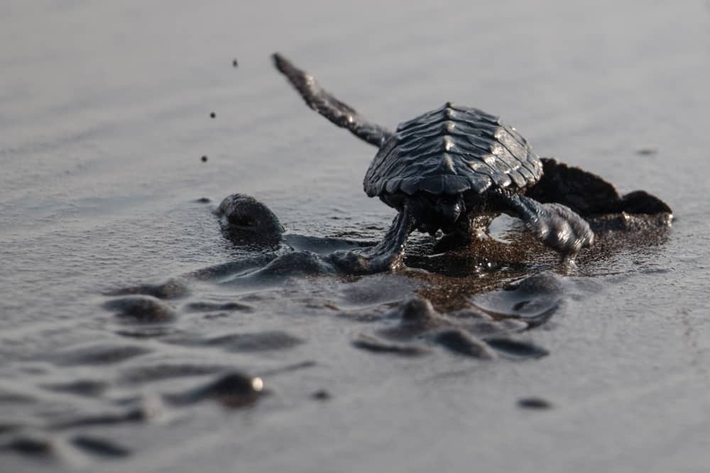 Save Mizata's Sea Turtles: Stop Egg Poaching campaign photo, 2 of 4