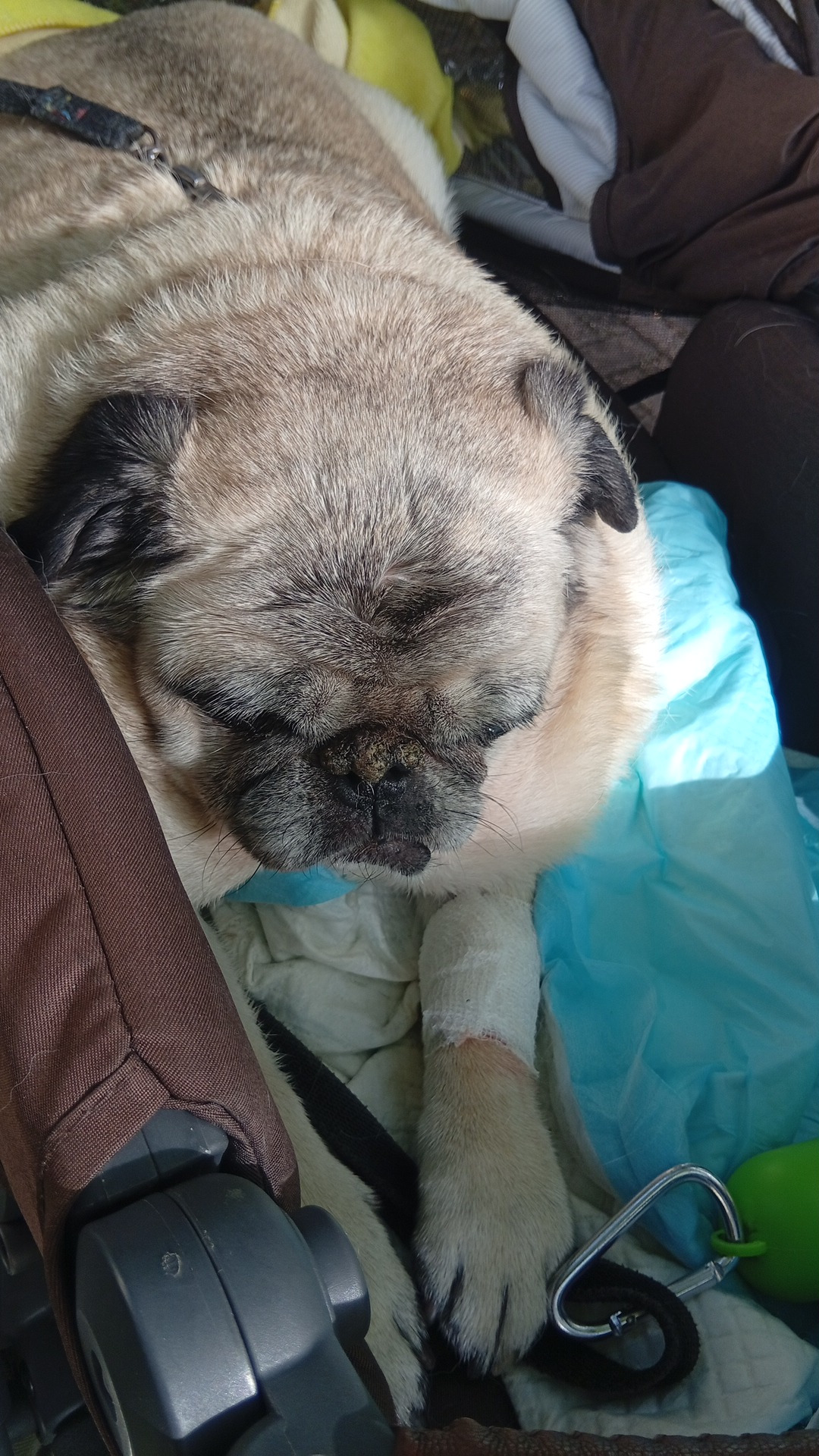 Tracheal Stent for Boris, our beloved Pug campaign photo, 7 of 8