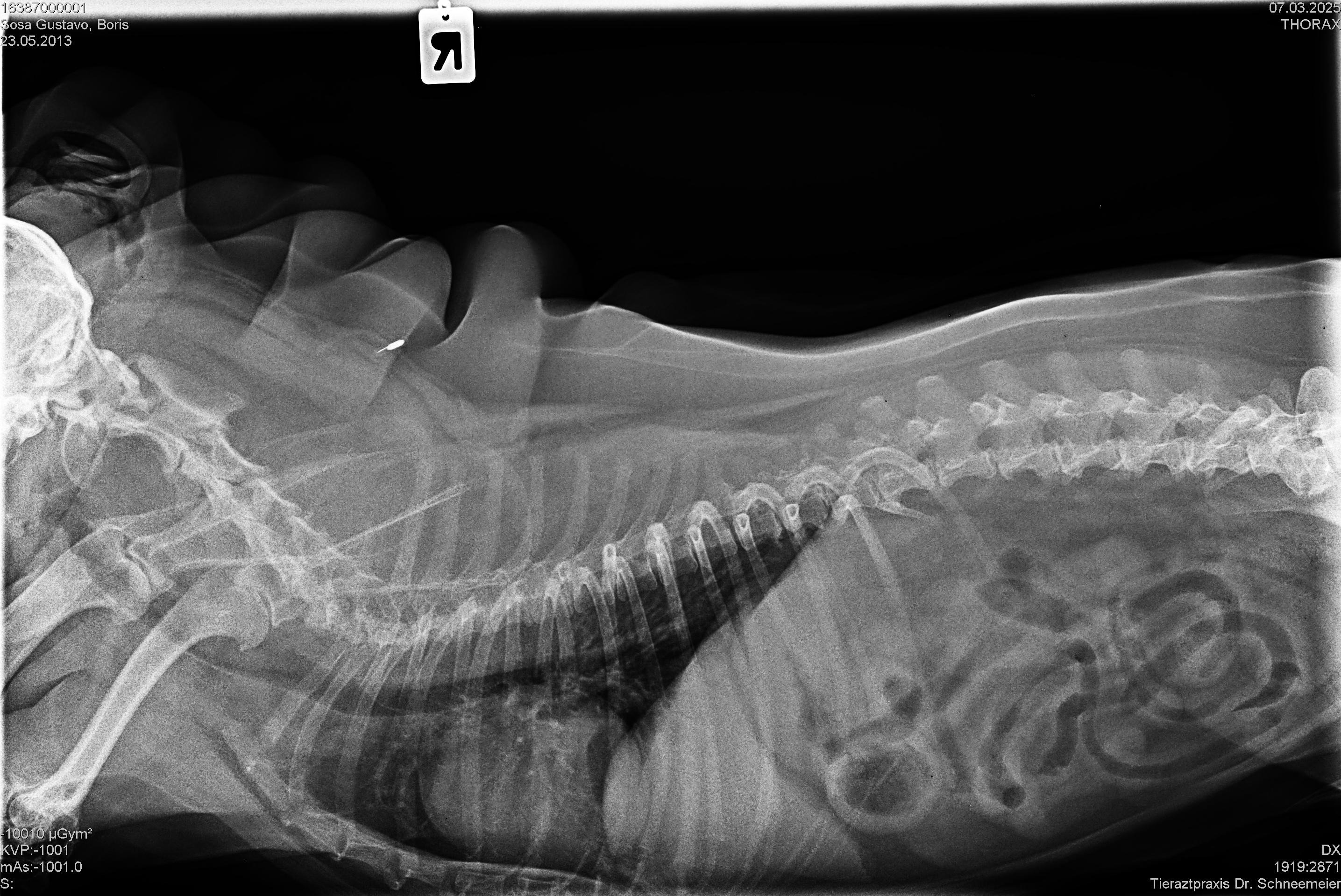 Tracheal Stent for Boris, our beloved Pug campaign photo, 2 of 8