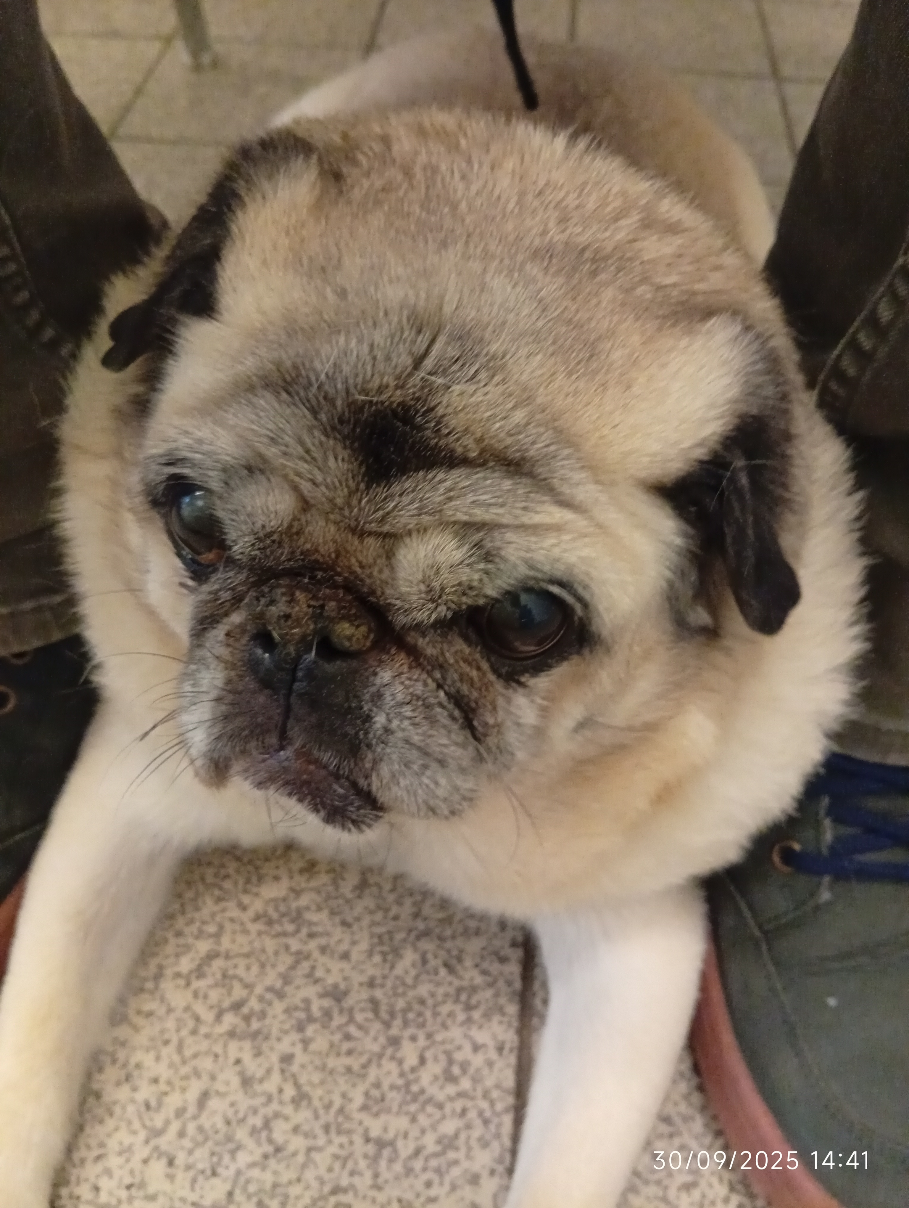 Tracheal Stent for Boris, our beloved Pug campaign photo, 4 of 8