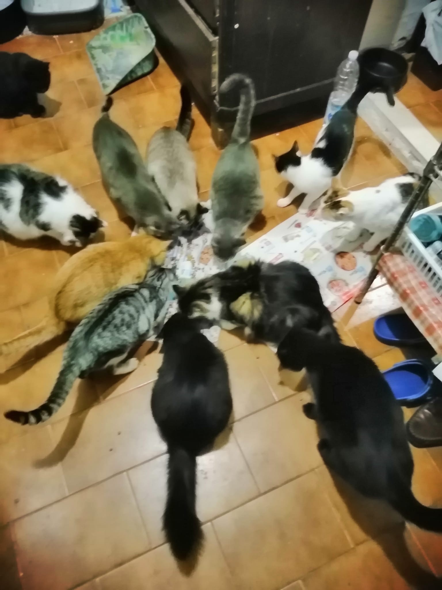 Una zampa alla volta:aiutiamo i gatti di Nerino e Nerina ODV campaign photo, 7 of 8