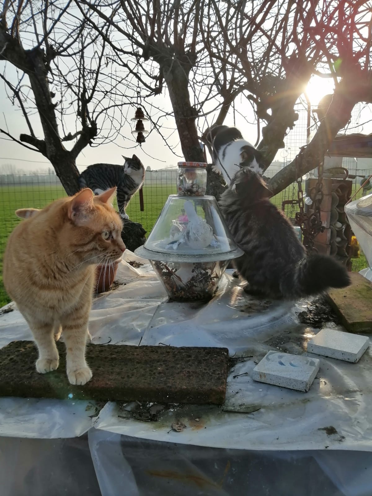 Una zampa alla volta:aiutiamo i gatti di Nerino e Nerina ODV campaign photo, 2 of 8