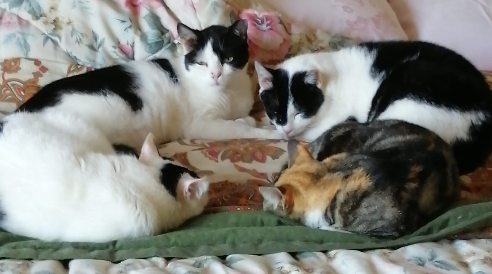 Una zampa alla volta:aiutiamo i gatti di Nerino e Nerina ODV campaign photo, 4 of 8