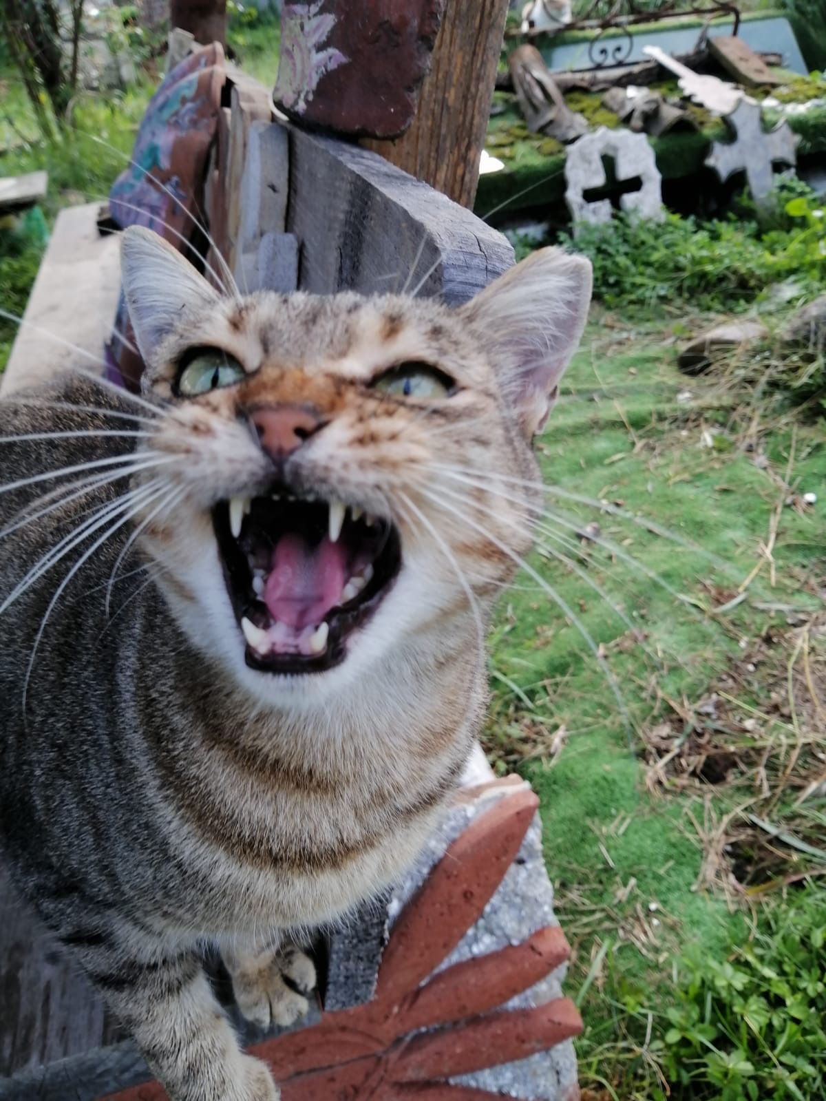 Una zampa alla volta:aiutiamo i gatti di Nerino e Nerina ODV campaign photo, 6 of 8