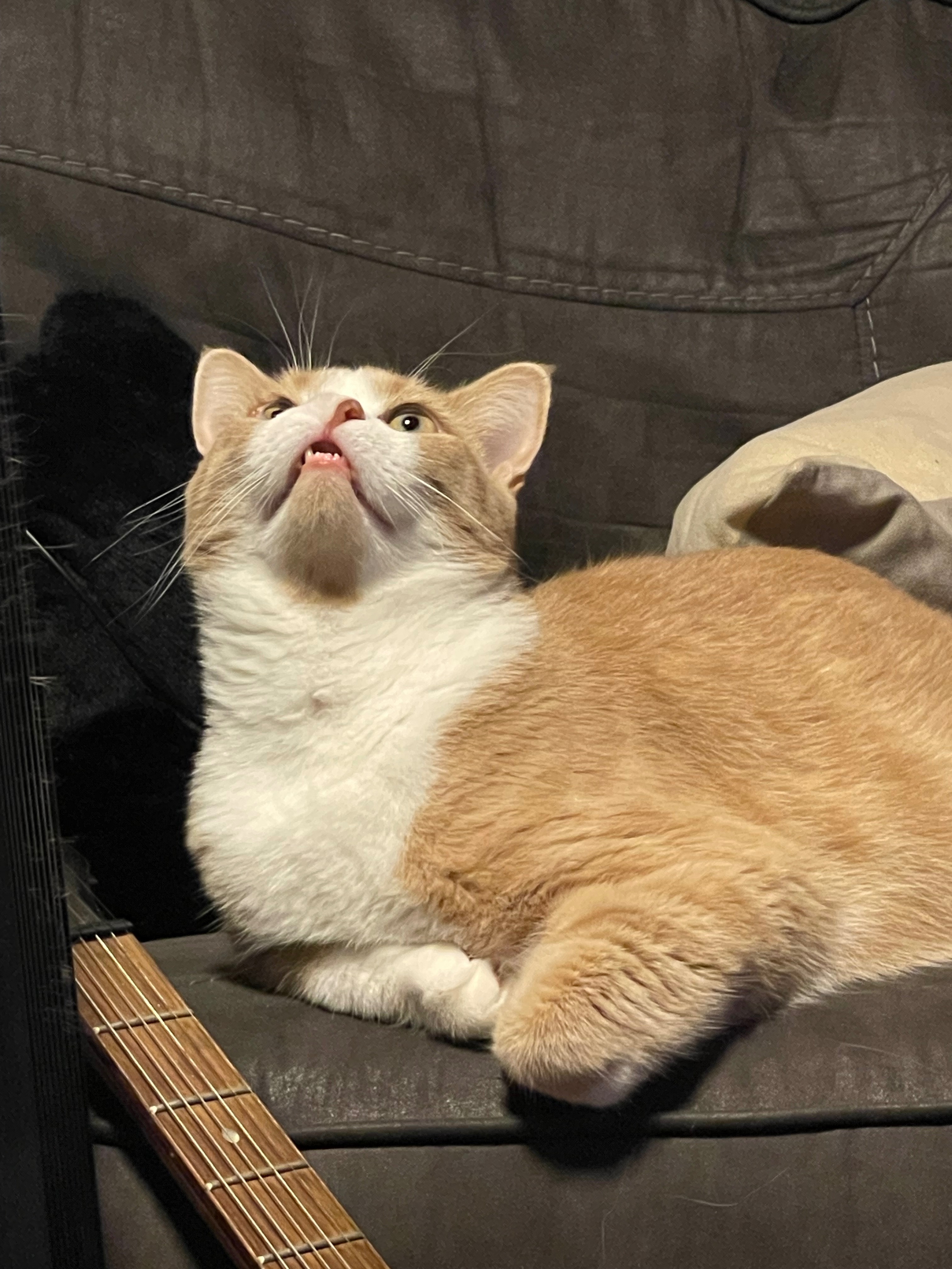 Max’s Vet Costs campaign photo, 5 of 6