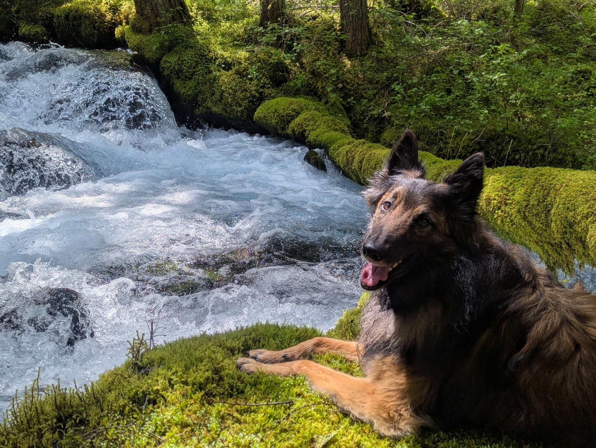 Save Zephyr, Emily's Medical Alert Companion campaign photo, 4 of 5