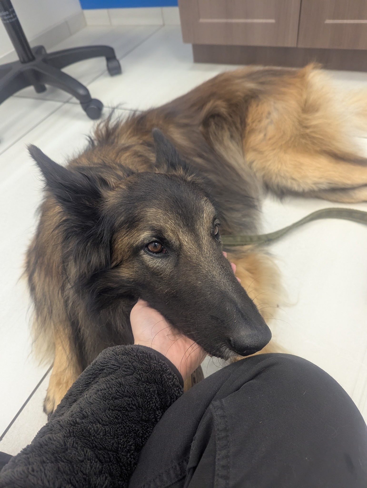 Save Zephyr, Emily's Medical Alert Companion campaign photo, 2 of 5