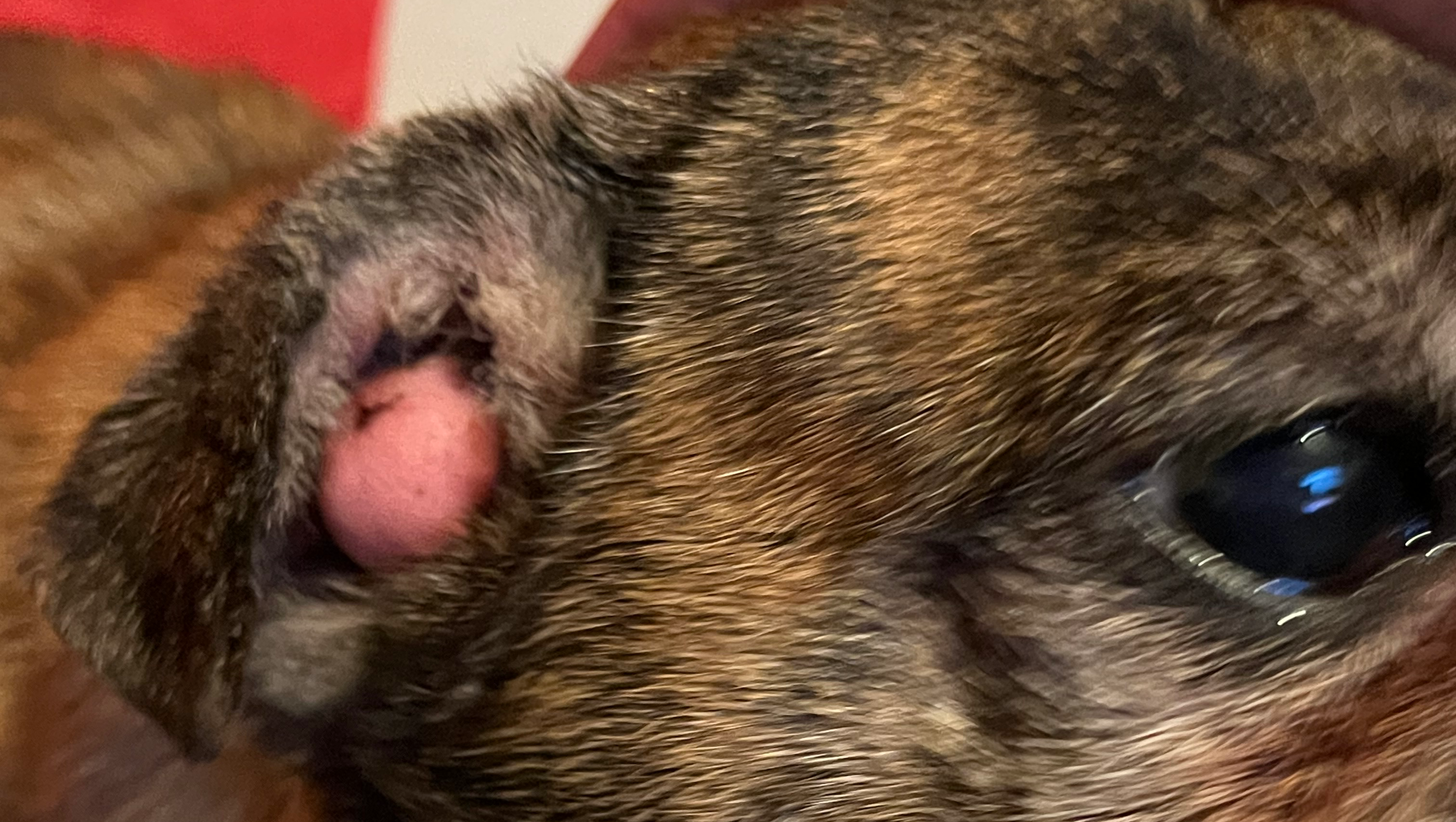 Nala get help to see vet. photo