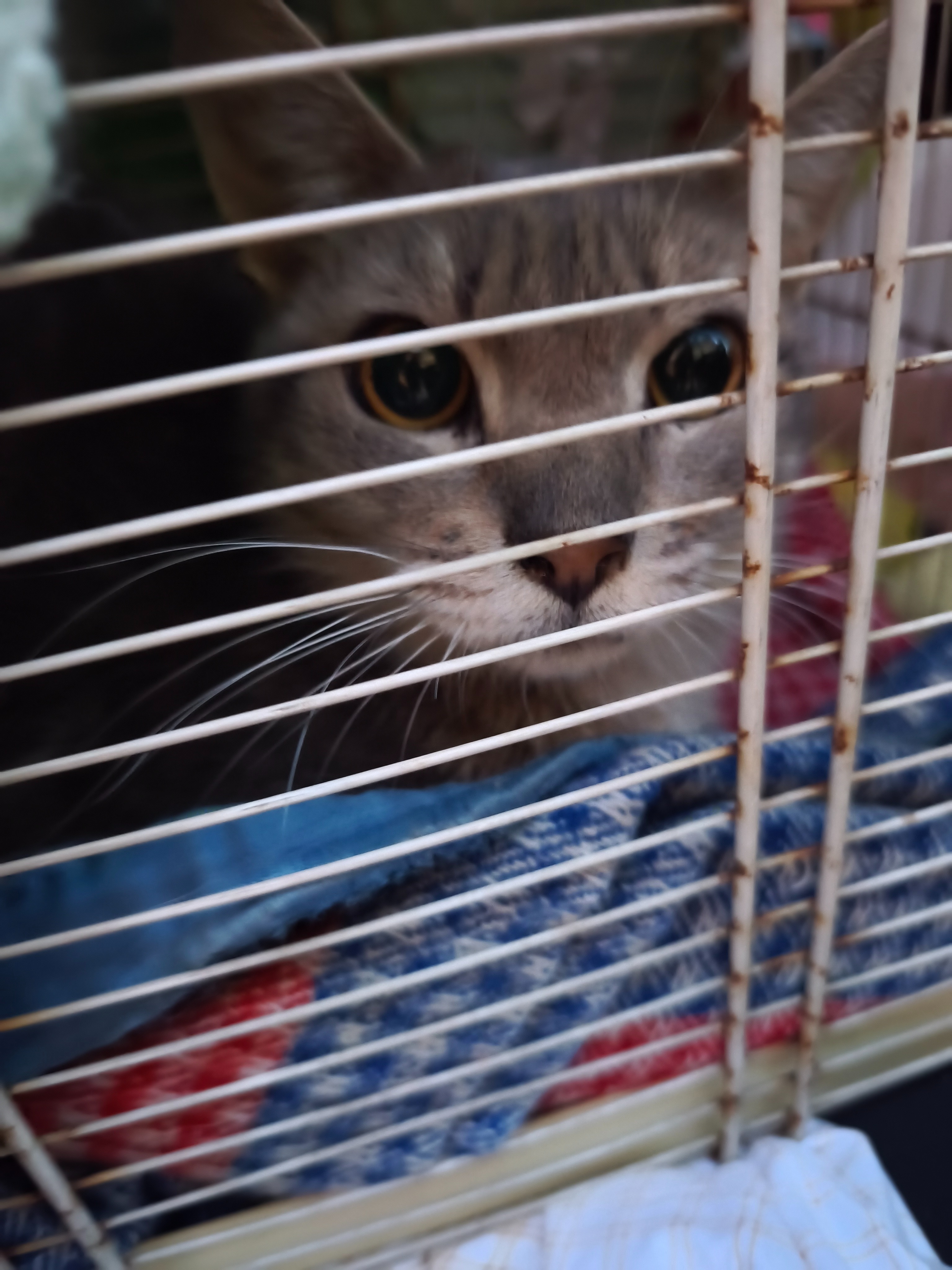 Victor , 5 anni affetto da FIP campaign photo, 4 of 5