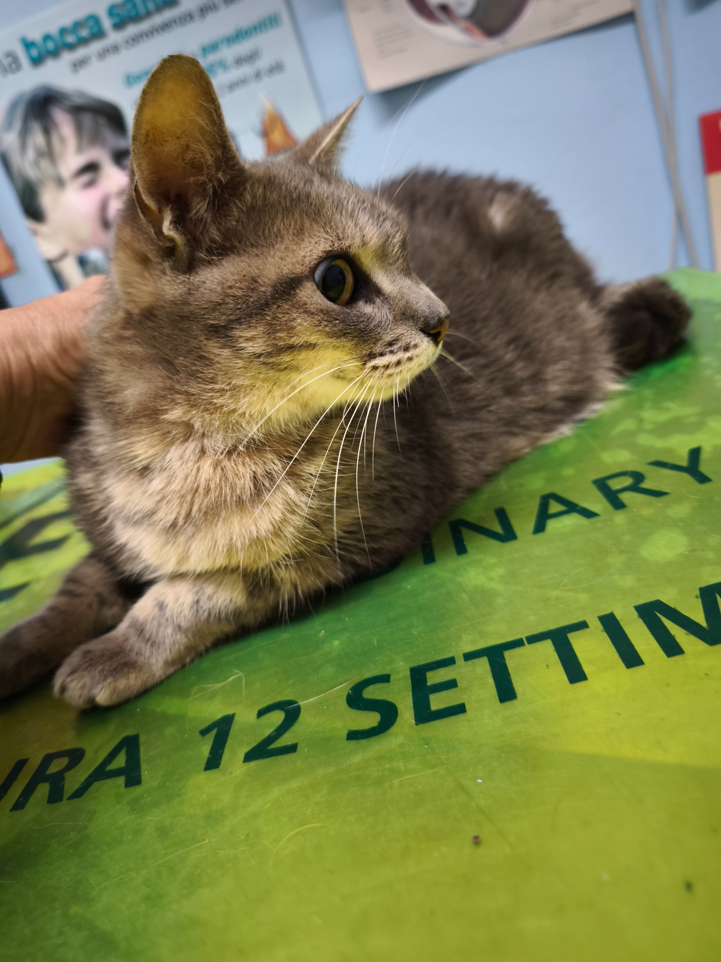 Victor , 5 anni affetto da FIP campaign photo, 2 of 5
