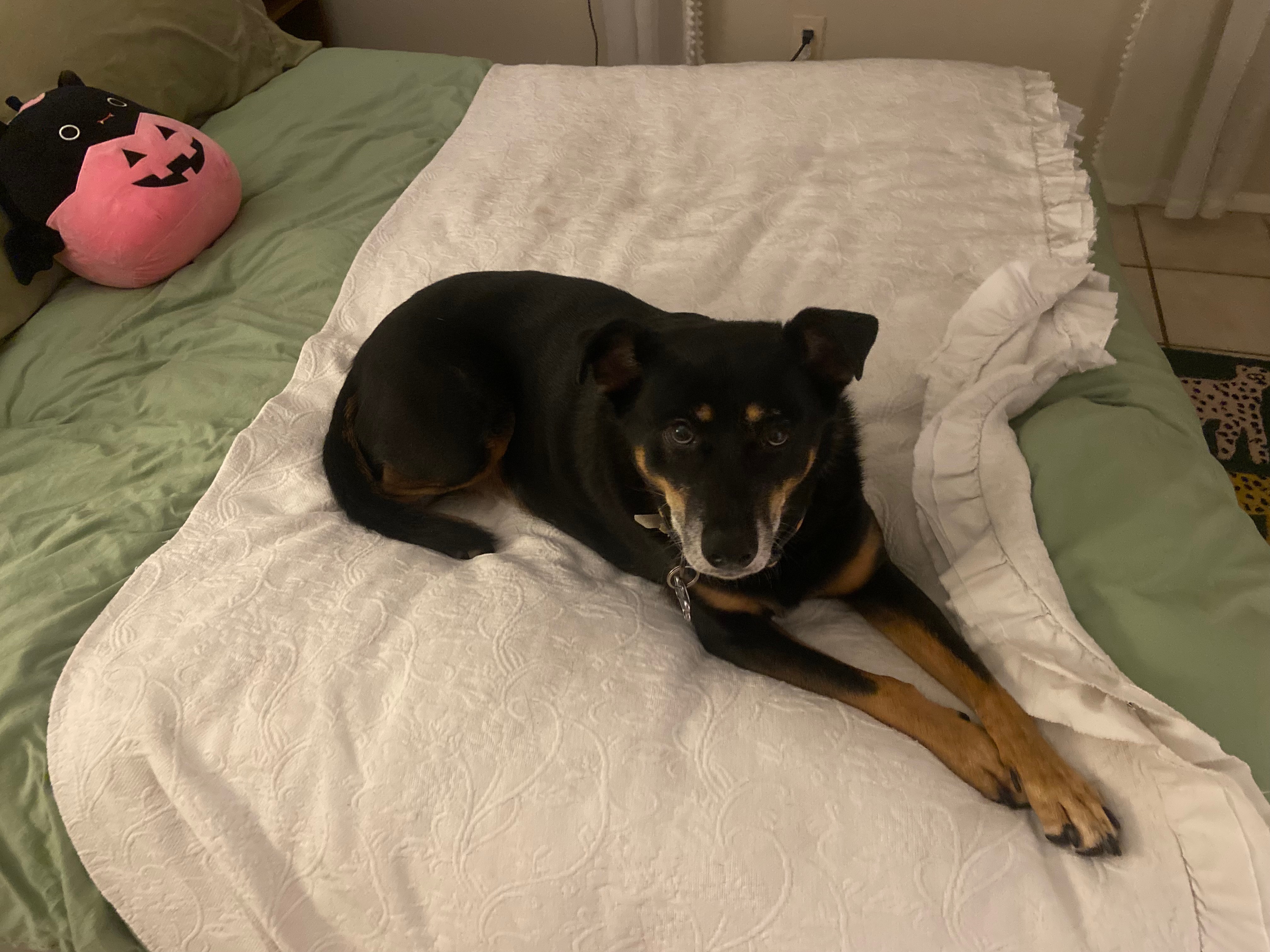 Help Laura Kassmann with Bug’s Emergency Vet Bills campaign photo, 2 of 6