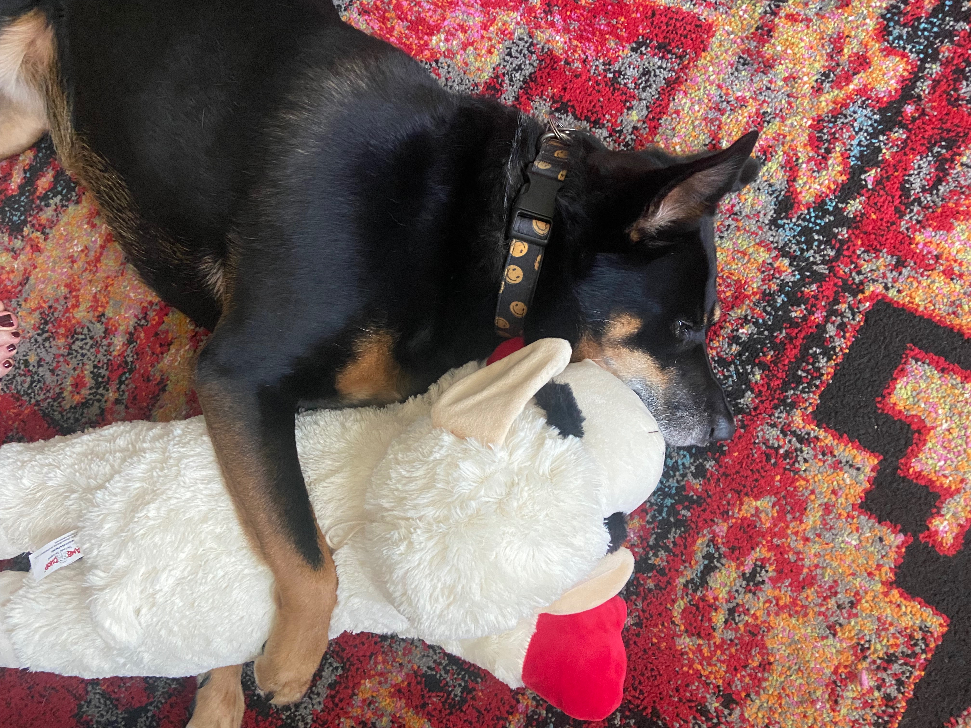 Help Laura Kassmann with Bug’s Emergency Vet Bills campaign photo, 4 of 6