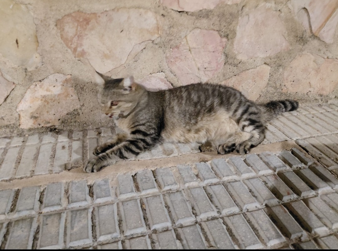 Gata atropellada necesita tú ayuda campaign photo, 4 of 6