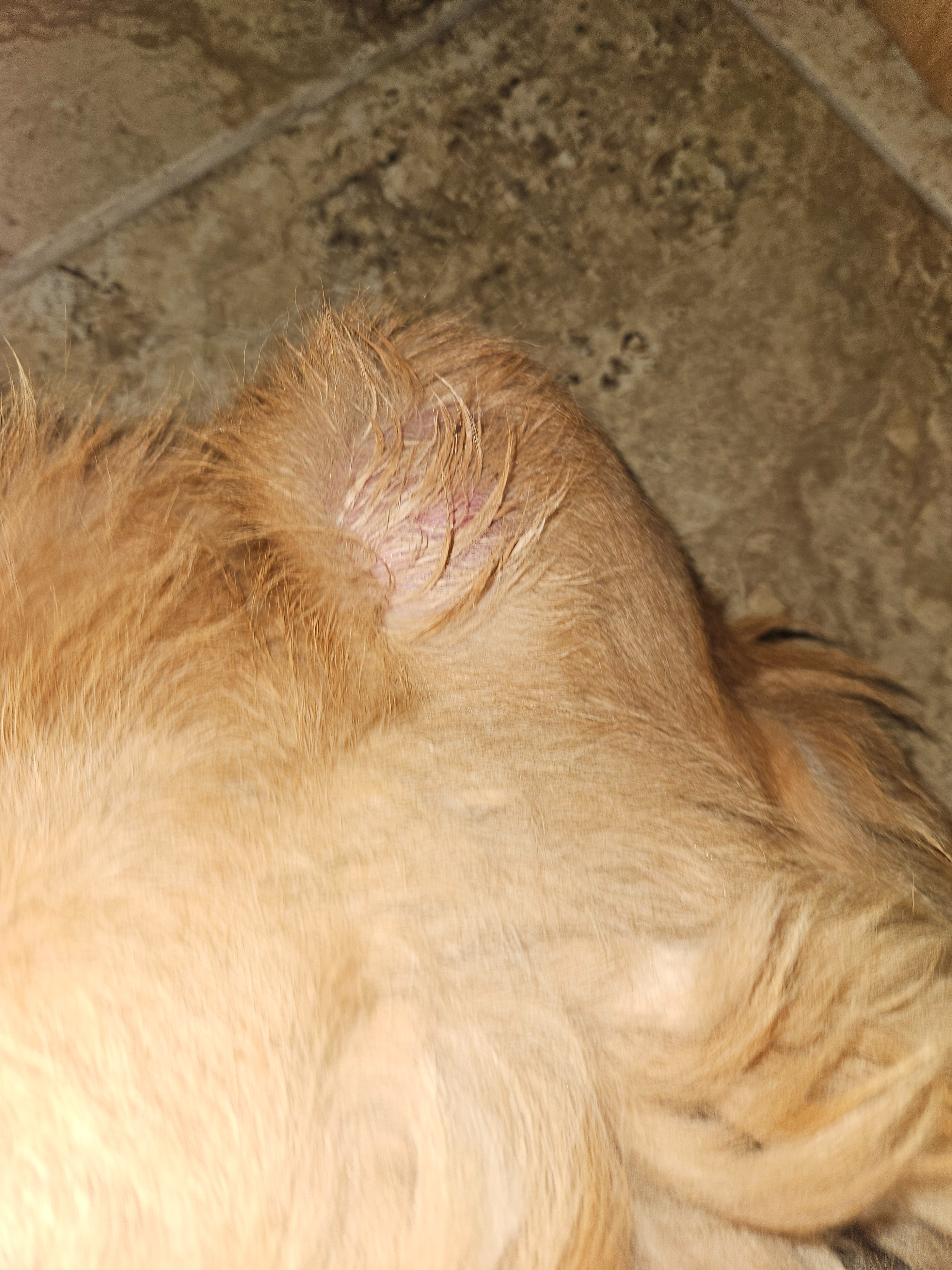 Twinkie growth removal and biopsy campaign photo, 4 of 4