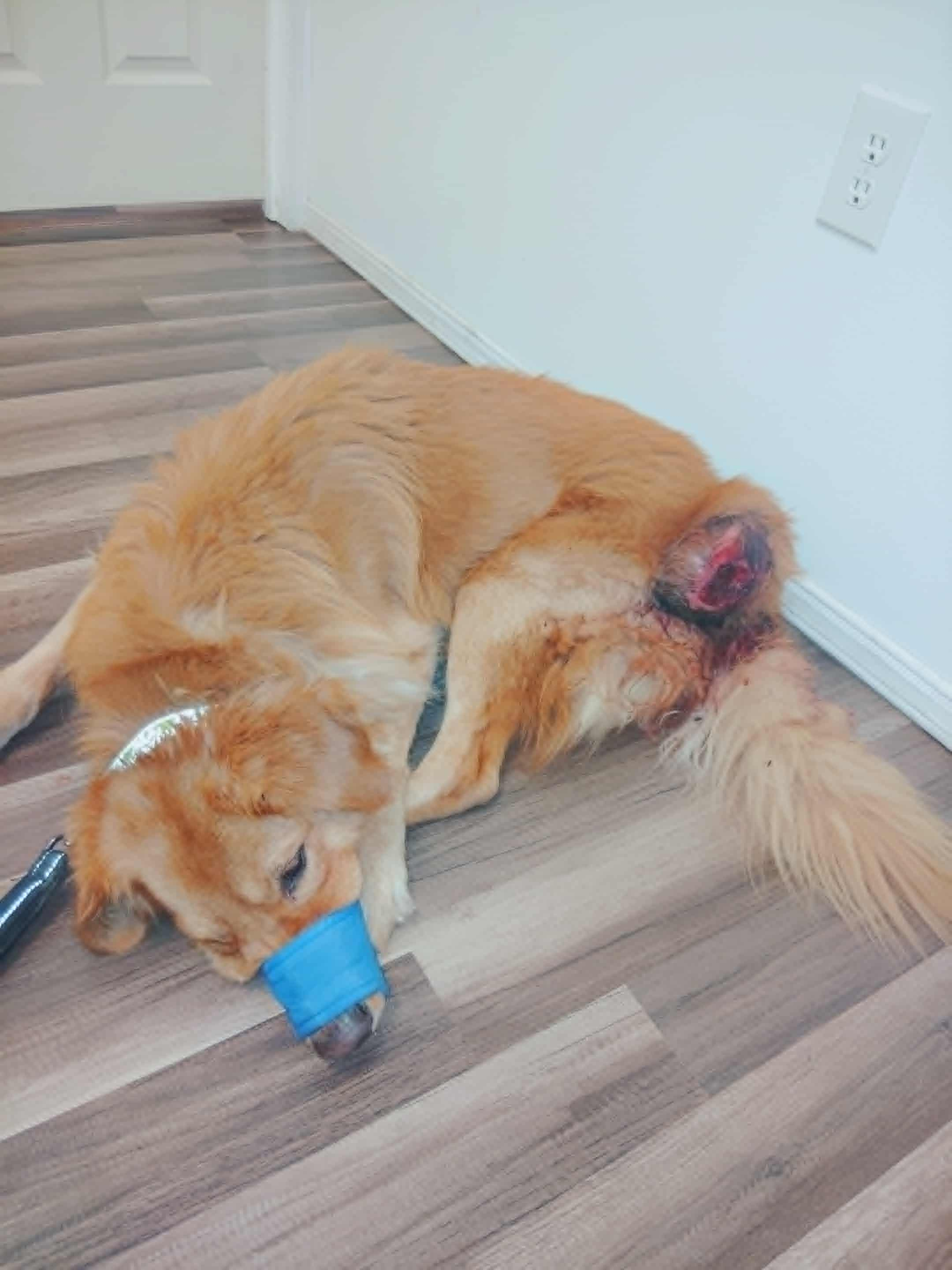 Twinkie growth removal and biopsy campaign photo, 1 of 4