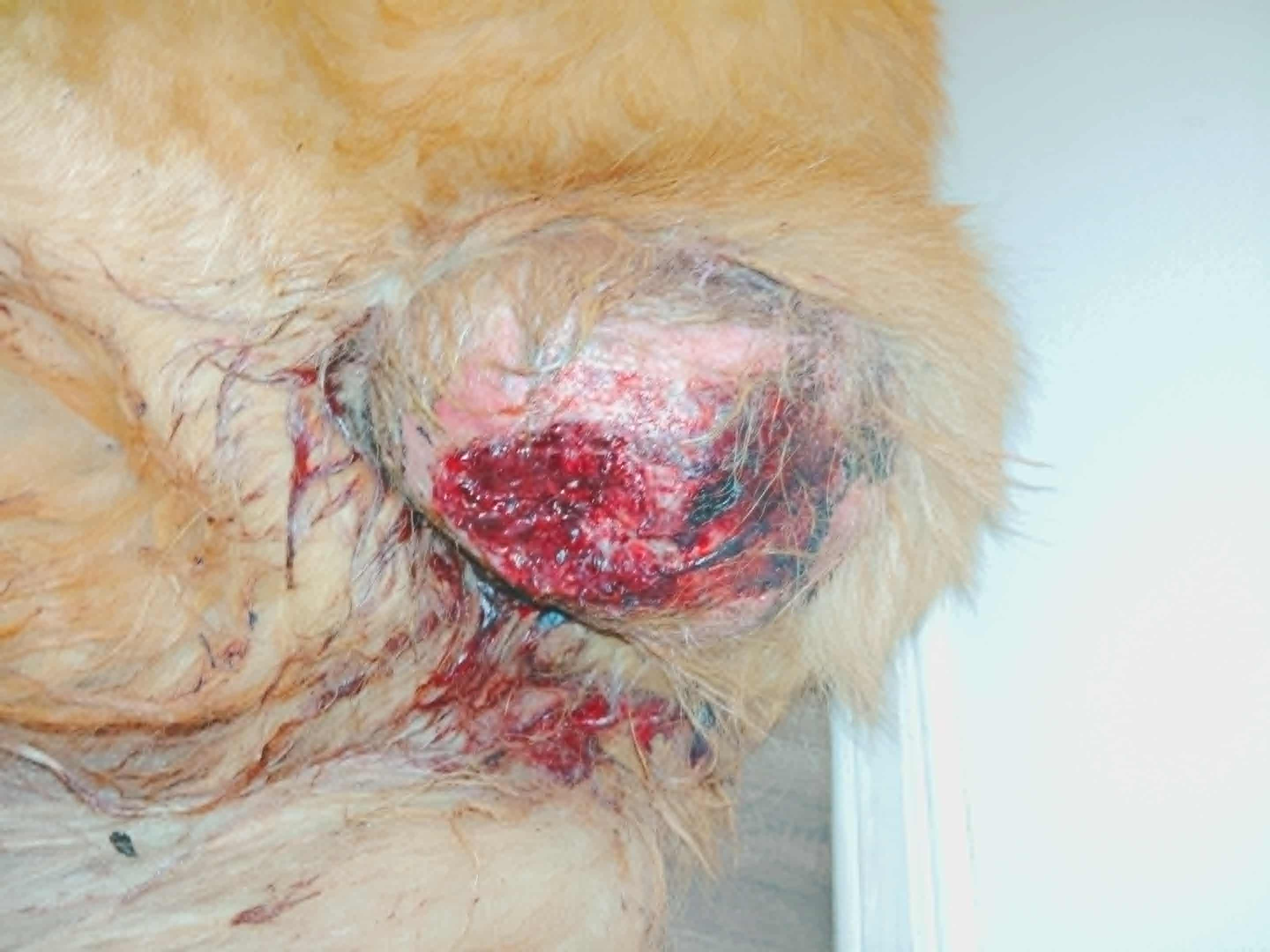 Twinkie growth removal and biopsy campaign photo, 2 of 4