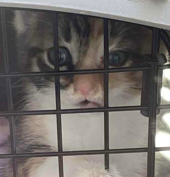 Innocent 1.4 lb kitten broken mandible - abuse thrown down campaign photo, 6 of 7