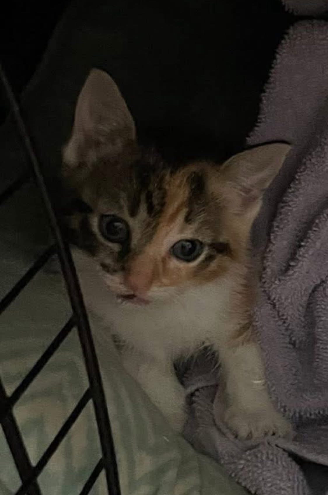 Innocent 1.4 lb kitten broken mandible - abuse thrown down campaign photo, 2 of 7
