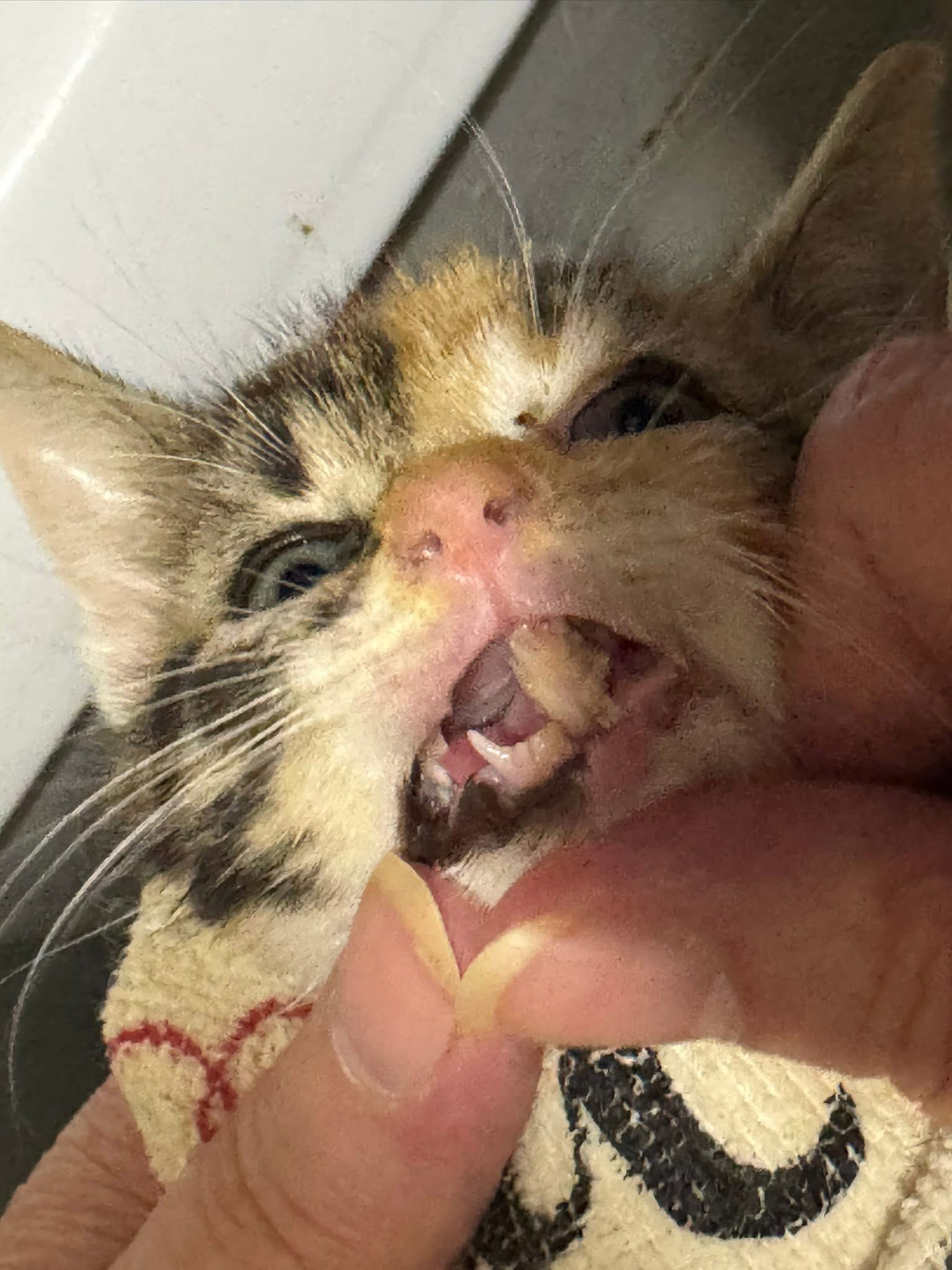 Innocent 1.4 lb kitten broken mandible - abuse thrown down campaign photo, 4 of 7