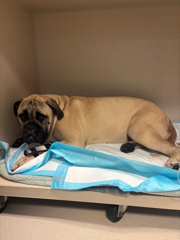 “Help Save Our Bullmastiff Puppy — Fighting Parvo in ICU” campaign photo, 2 of 4