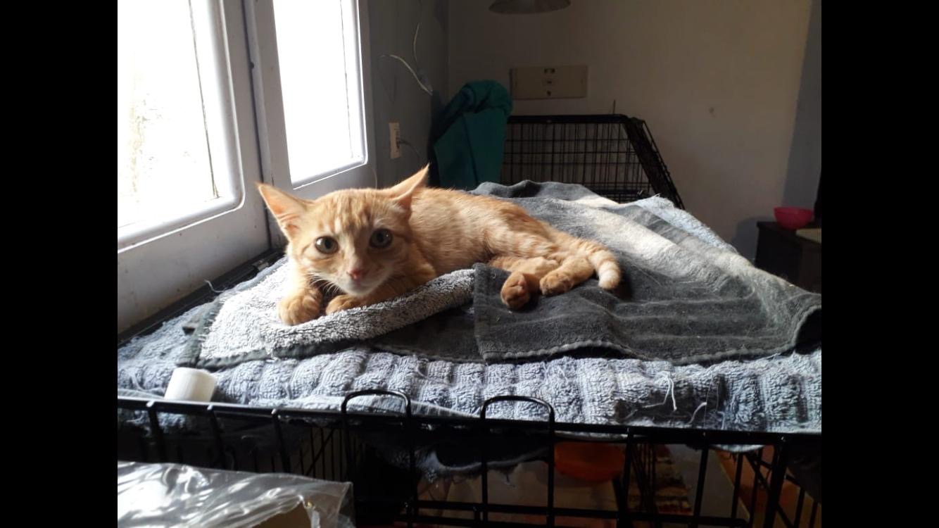 The Skyros Stray Cats Winter Appeal! campaign photo, 2 of 8