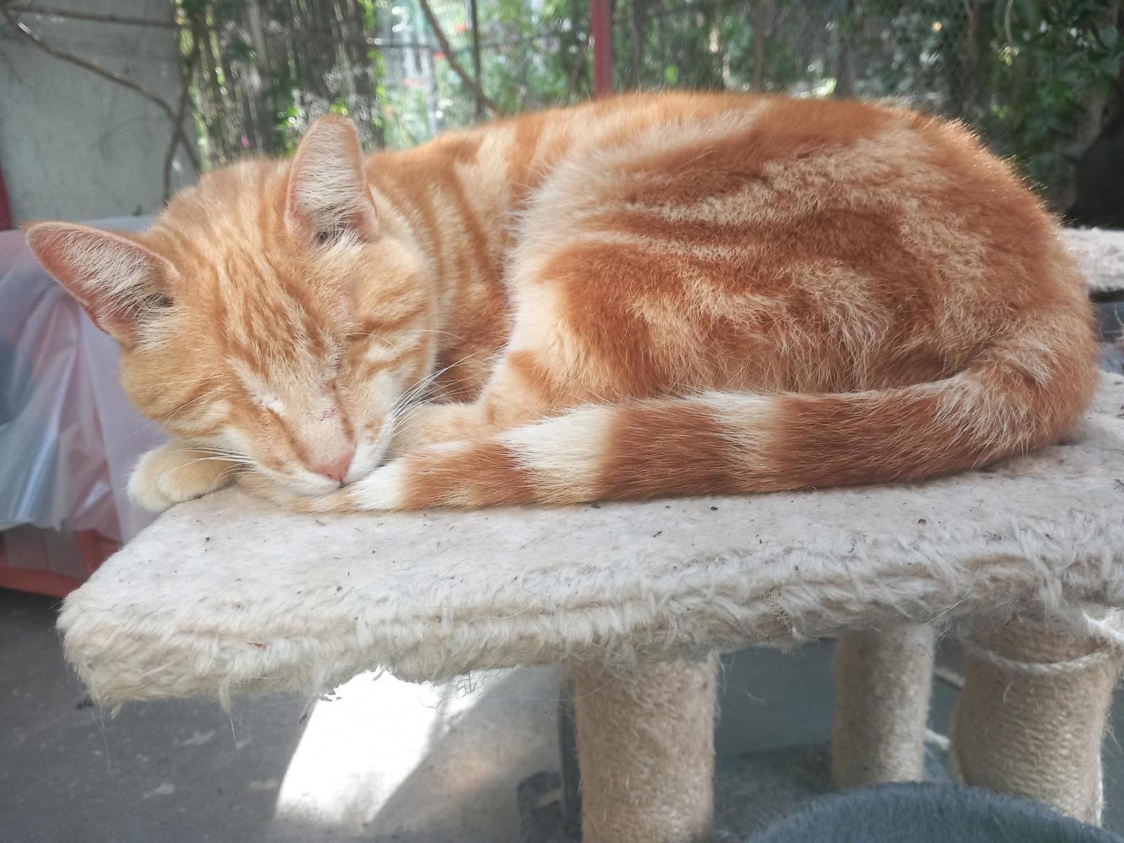 The Skyros Stray Cats Winter Appeal! campaign photo, 6 of 8
