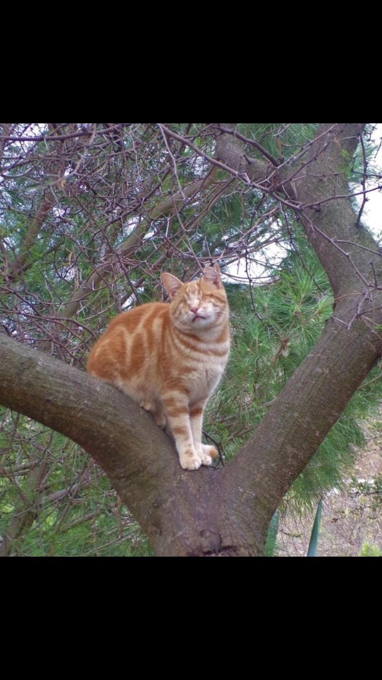 The Skyros Stray Cats Winter Appeal! campaign photo, 4 of 8